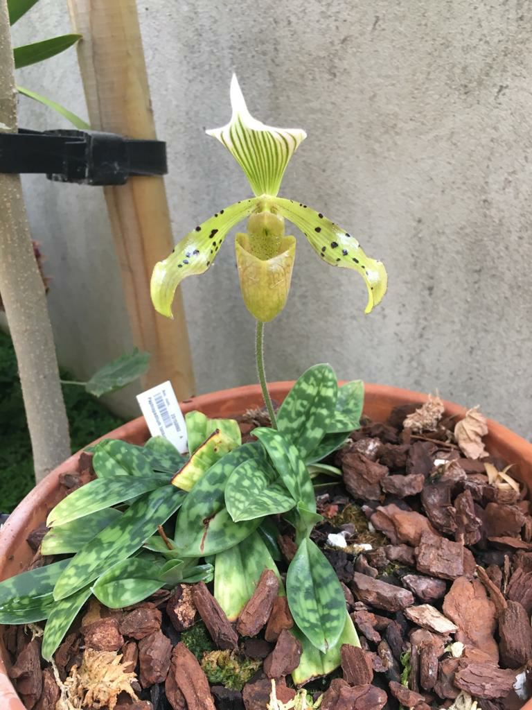 Image of Paphiopedilum tonsum