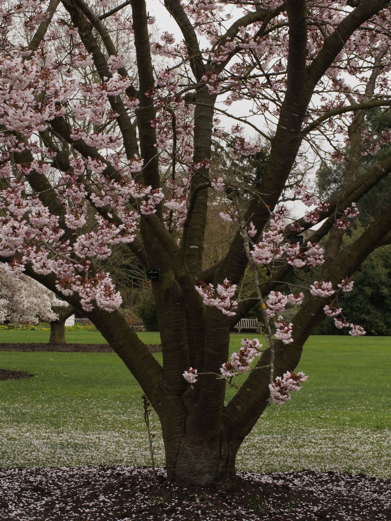 Image of Prunus cyclamina