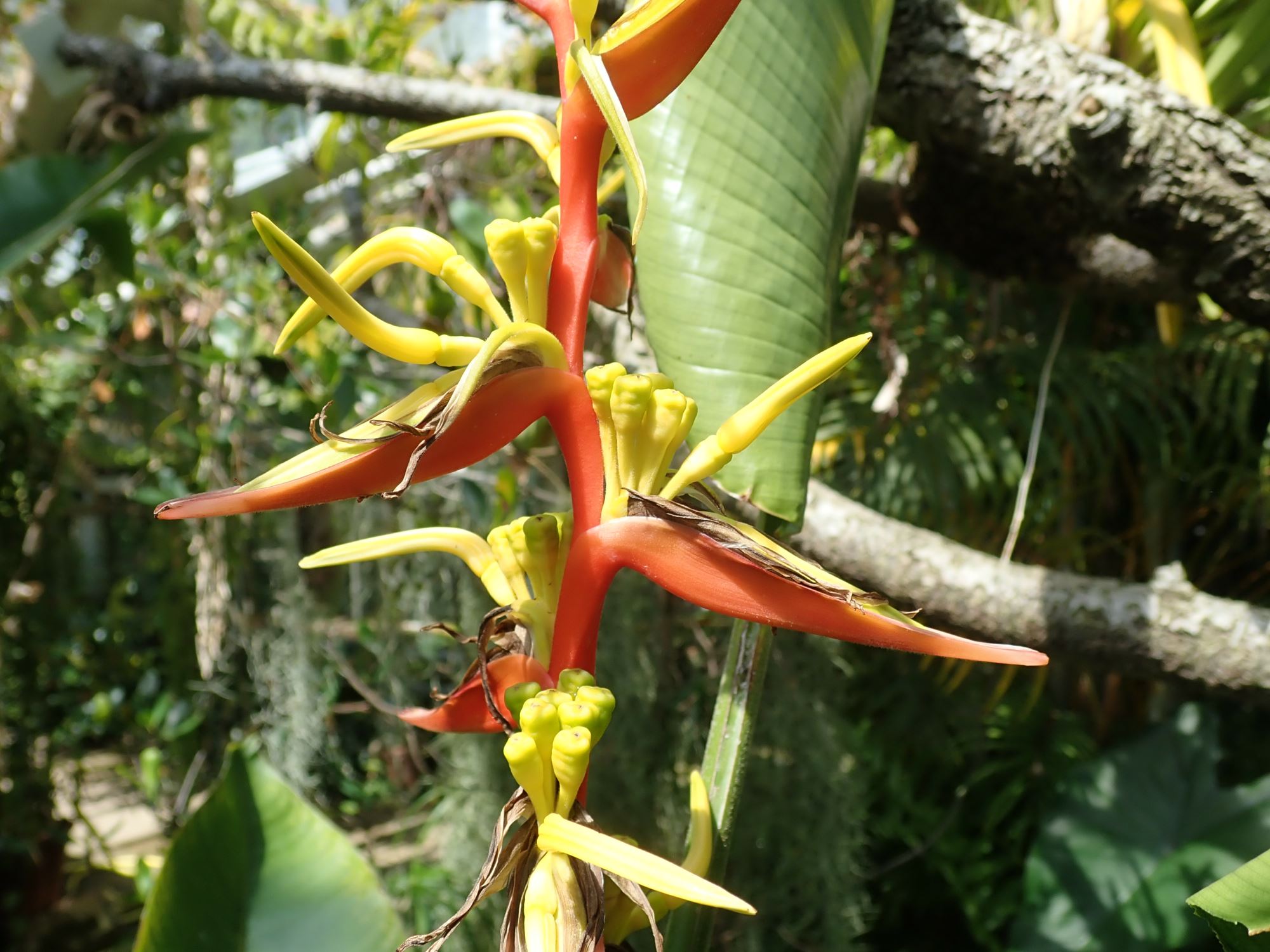 Image of Heliconia latispatha