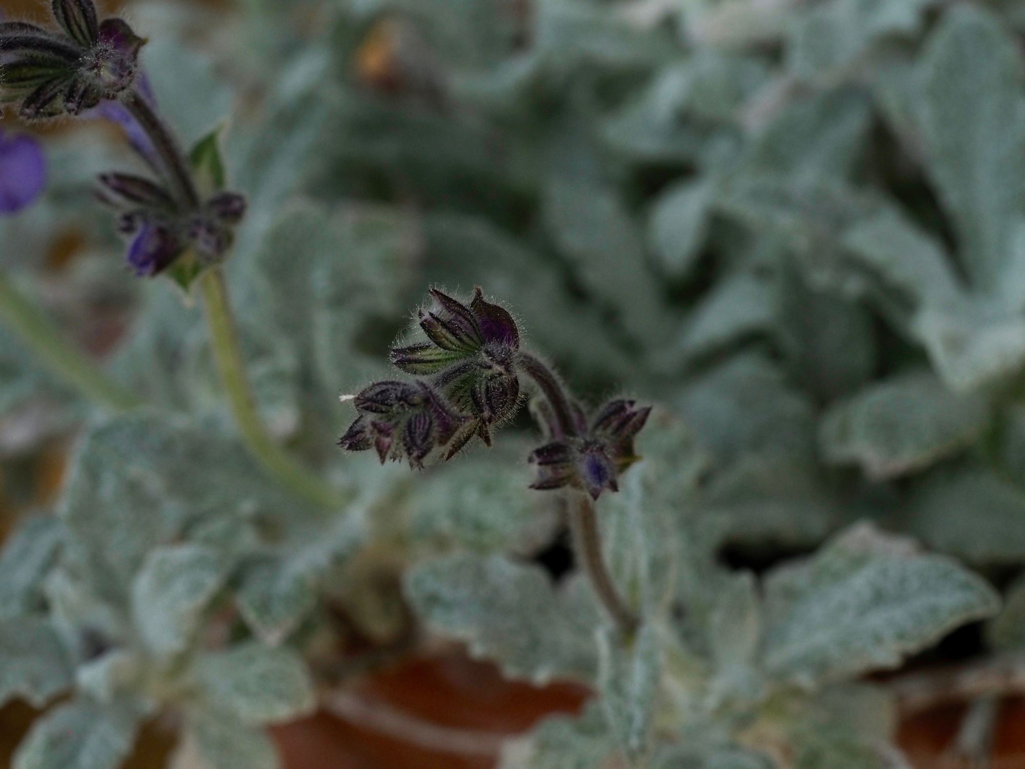 Image of Salvia cyanescens