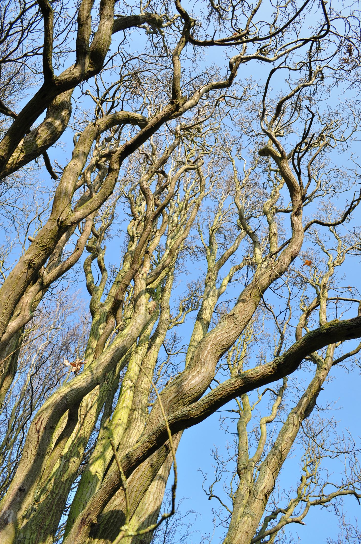 Image of Quercus robur 'Fastigiata'