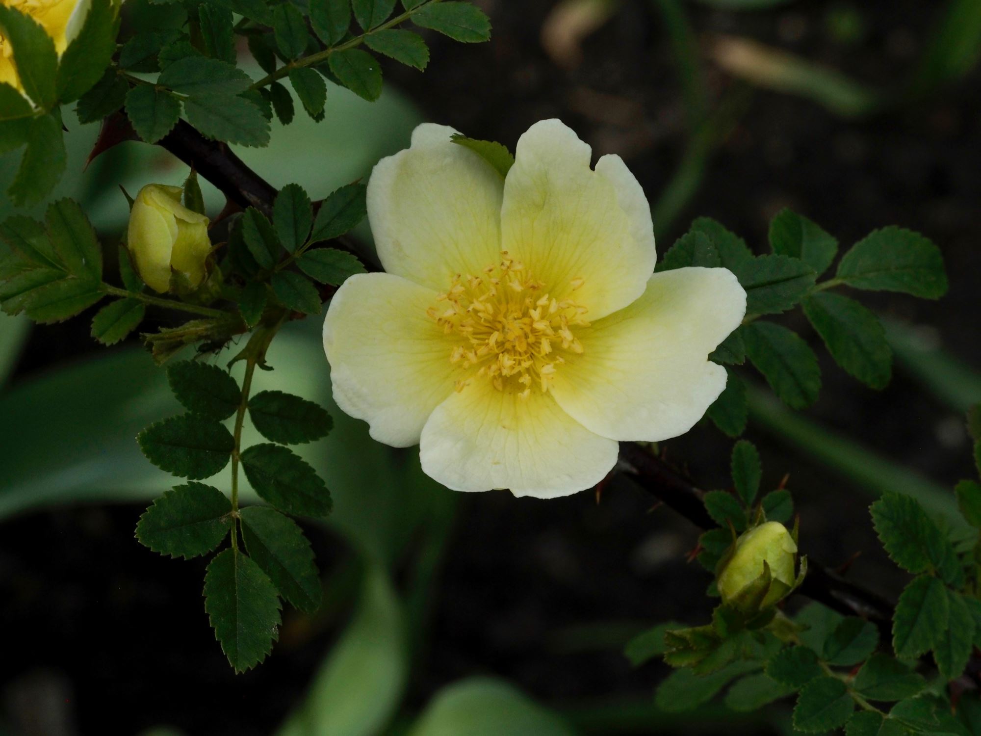 Image of Rosa primula