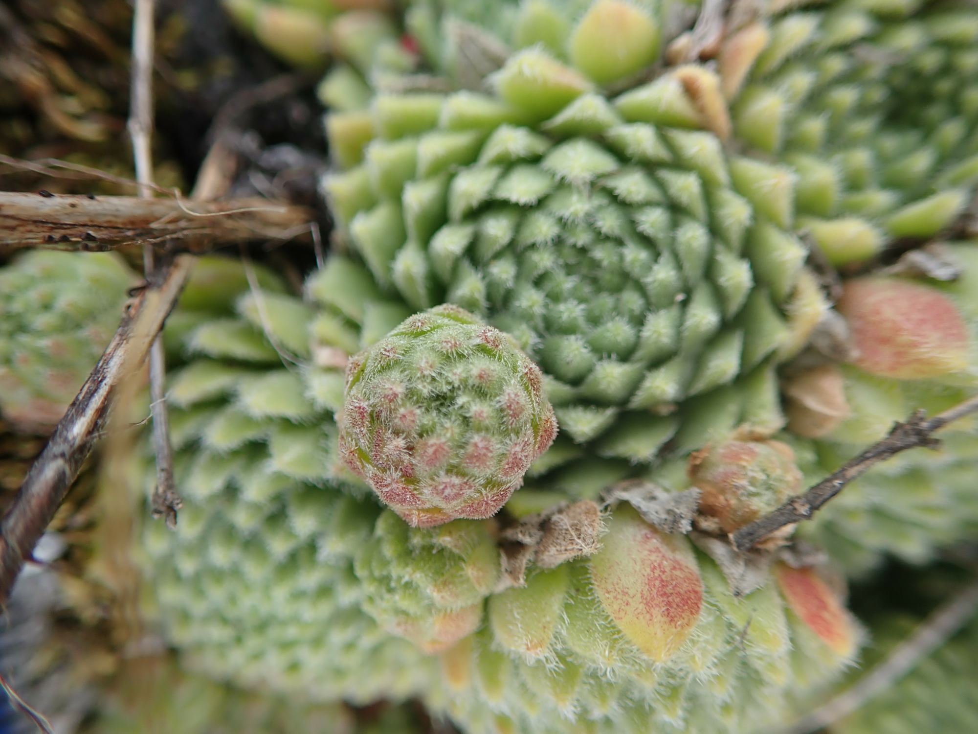 Image of Sempervivum montanum
