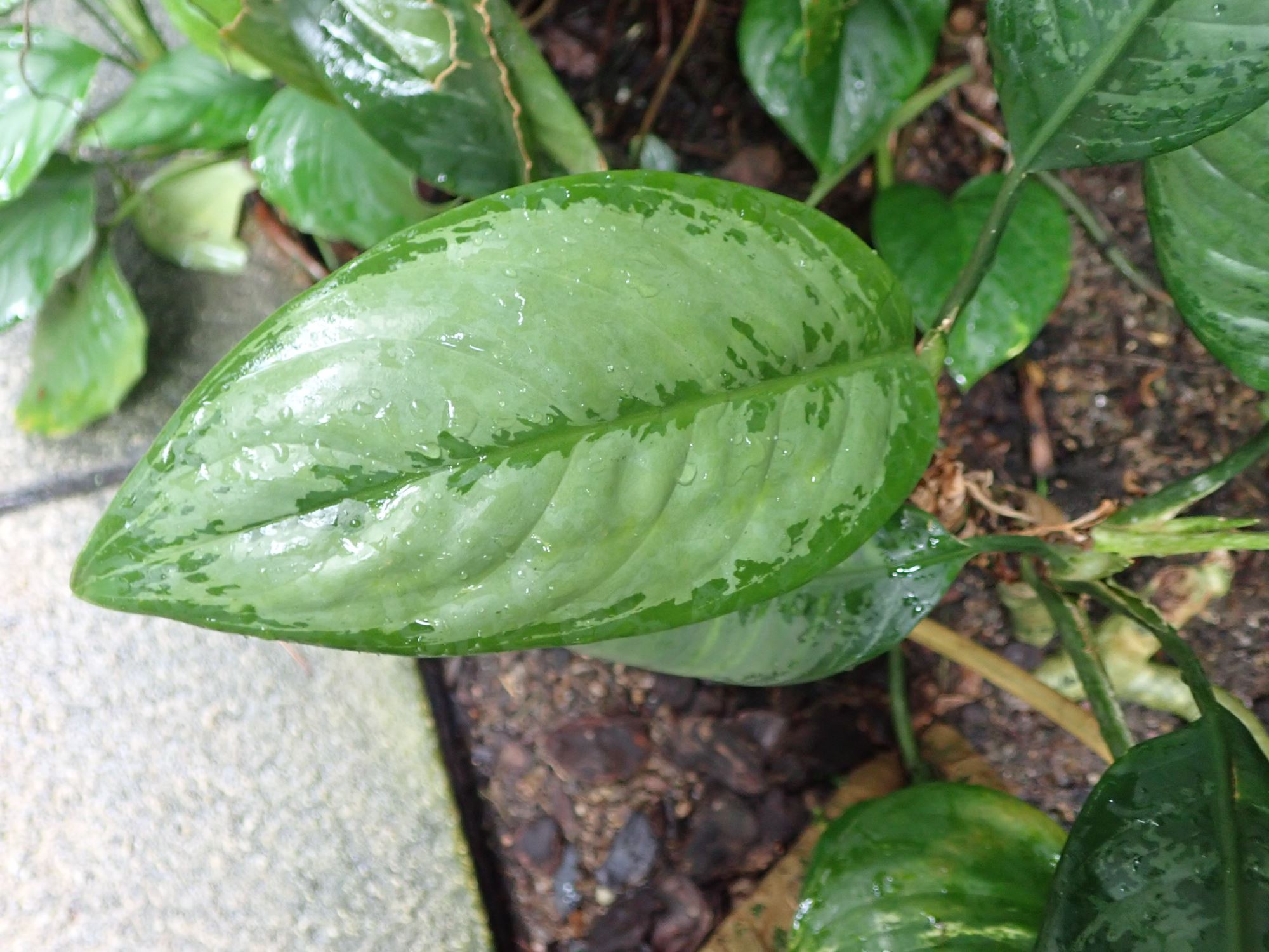 Image of Aglaonema crispum