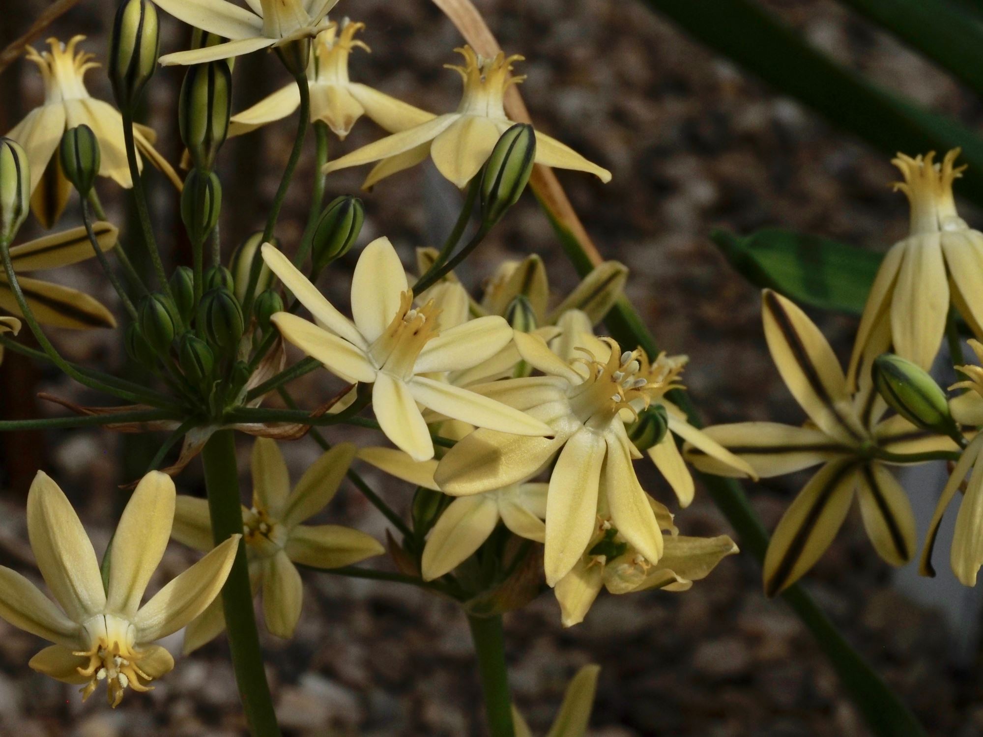 Image of Triteleia ixioides 'Starlight'