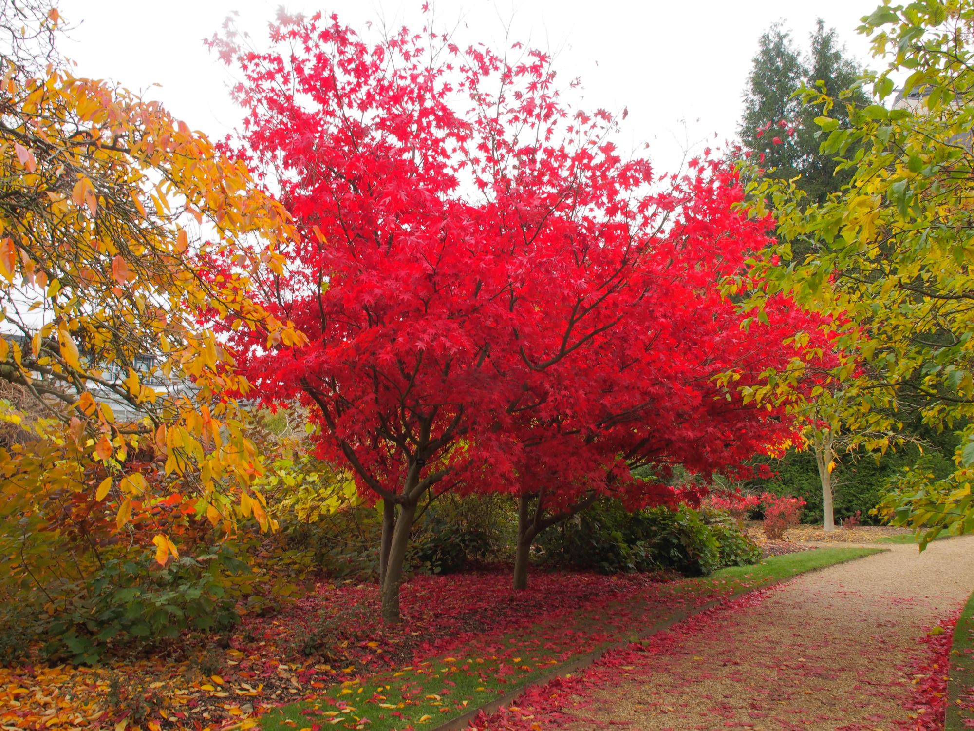 Image of Acer palmatum 'Osakazuki'