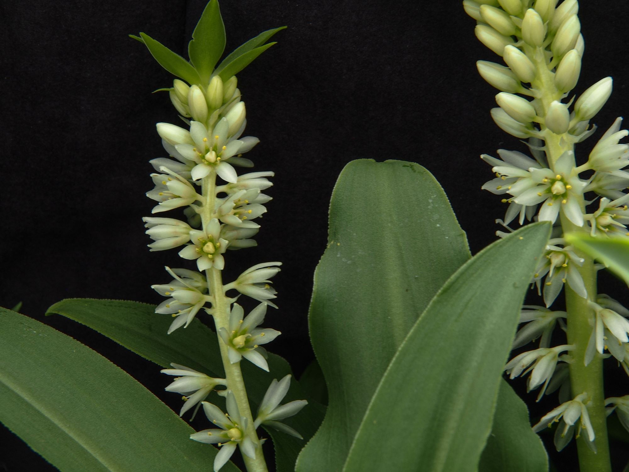 Image of Eucomis autumnalis
