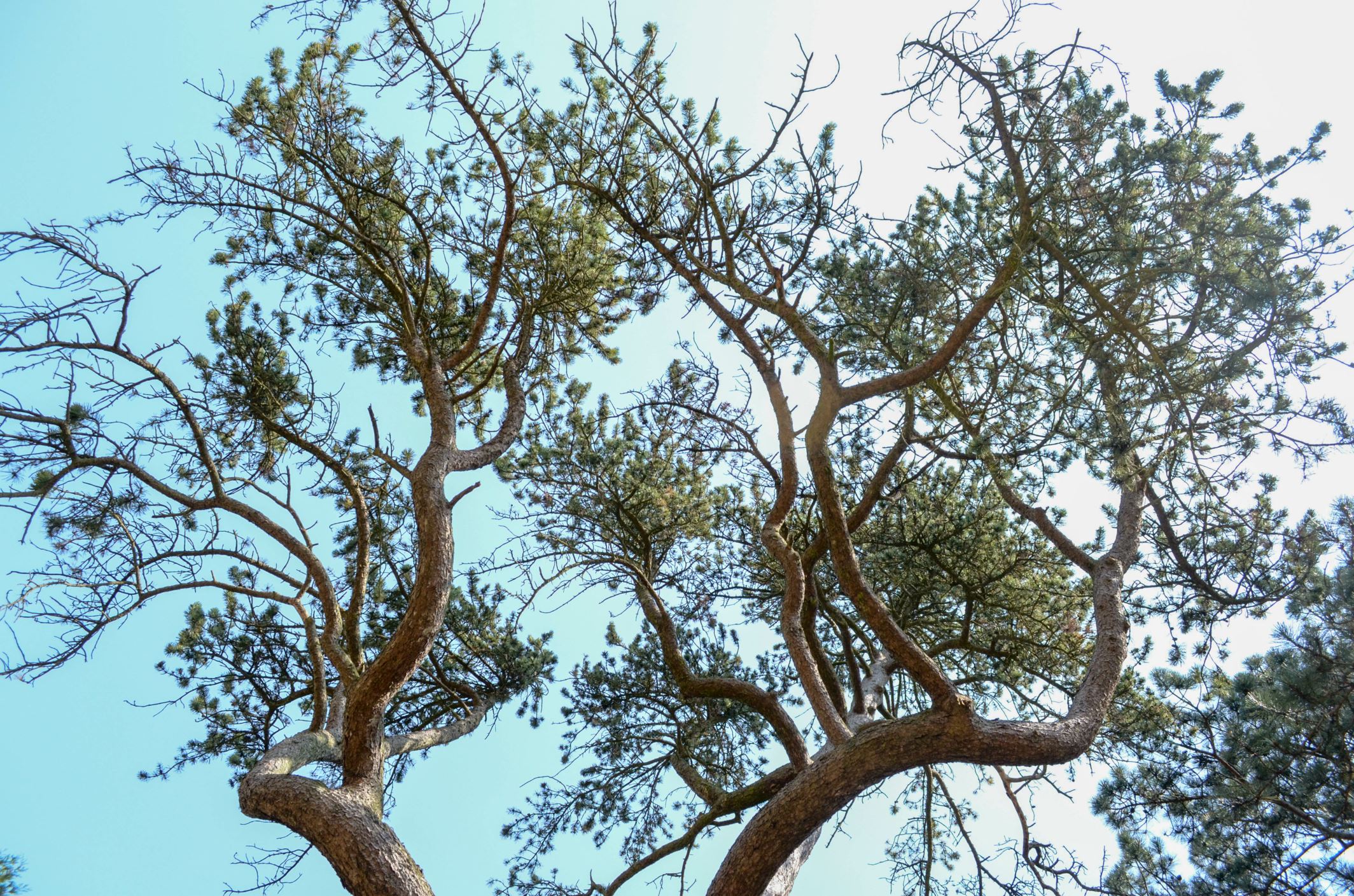 Image of Pinus uncinata