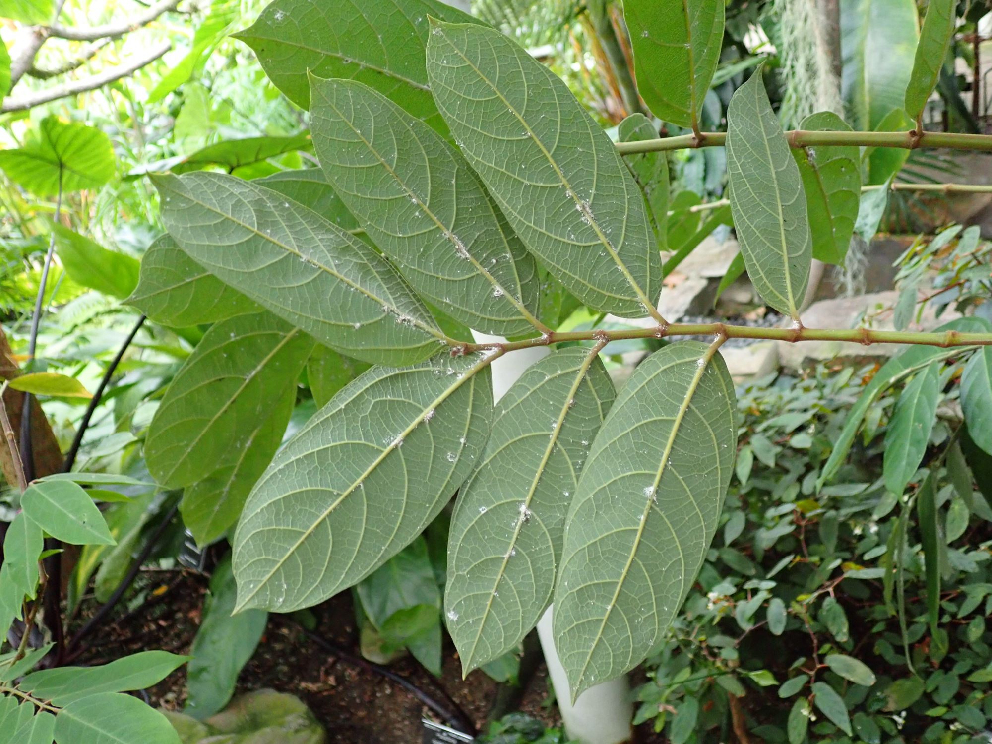 Image of Aristolochia arborea