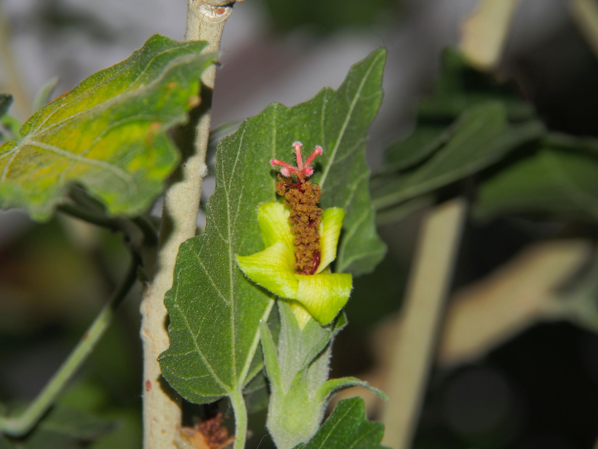 Image of Hibiscadelphus distans