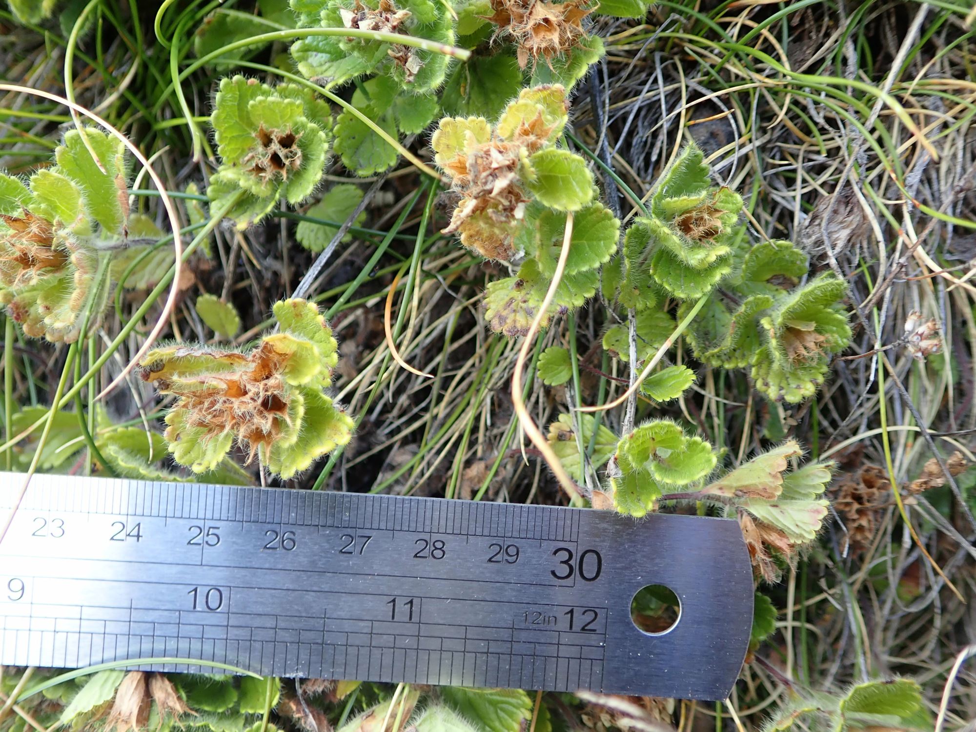 Image of Teucrium pyrenaicum
