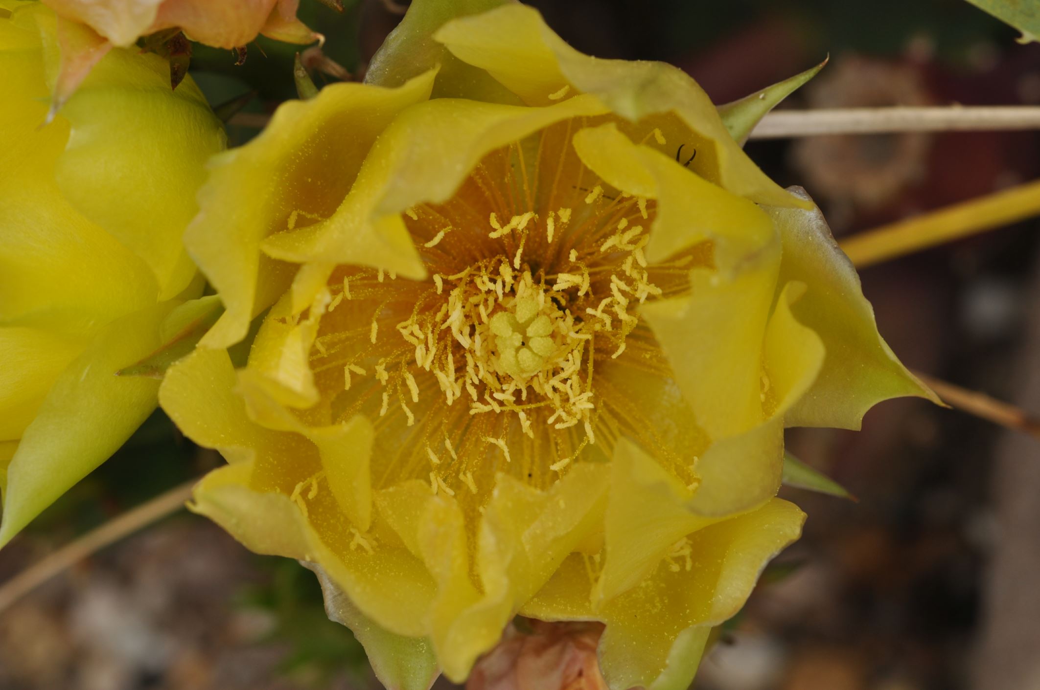 Image of Opuntia engelmannii var. lindheimeri
