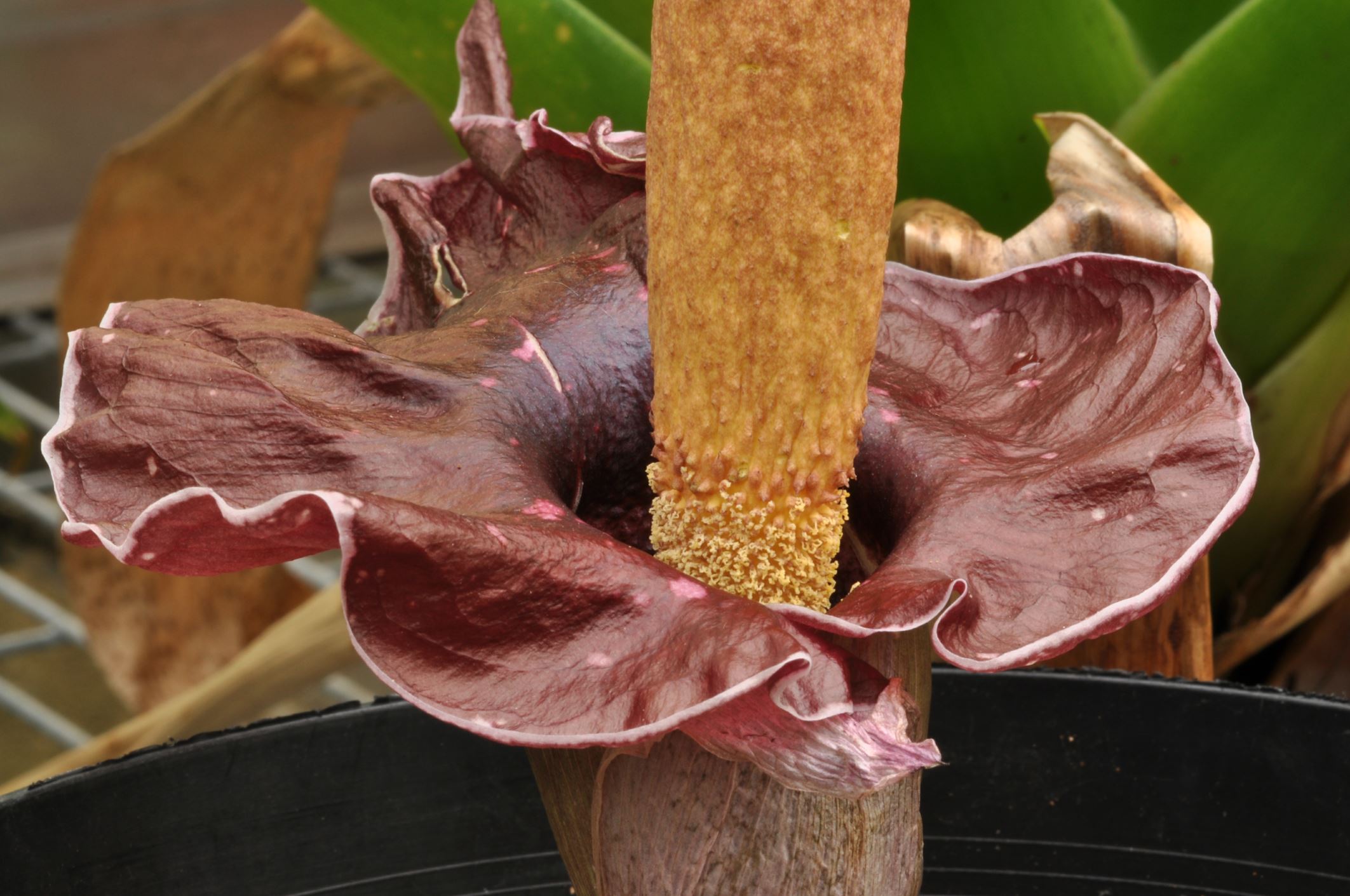 Image of Amorphophallus henryi