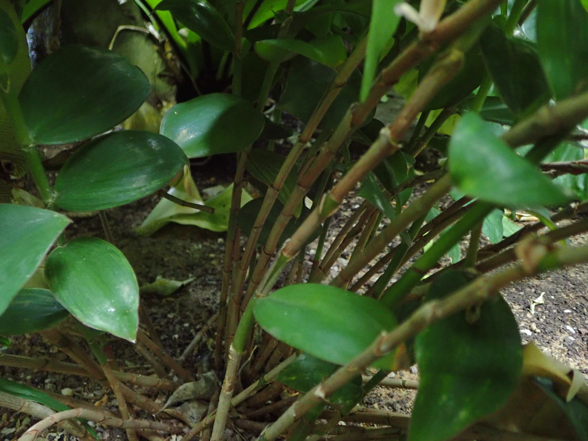 Image of Monocostus uniflorus