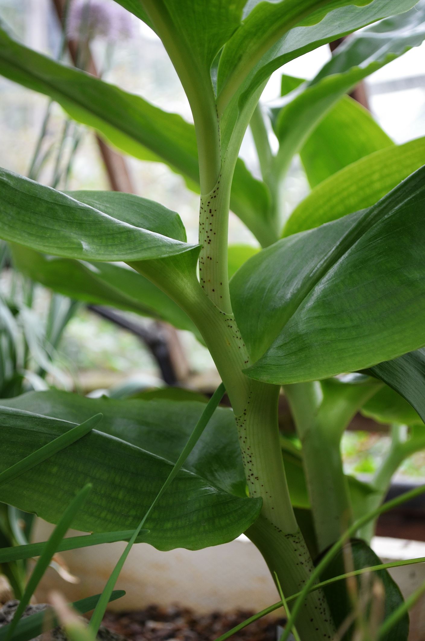Image of Scadoxus puniceus