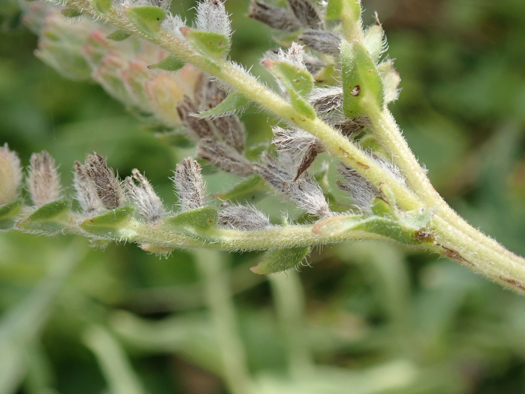 Image of Anchusa officinalis