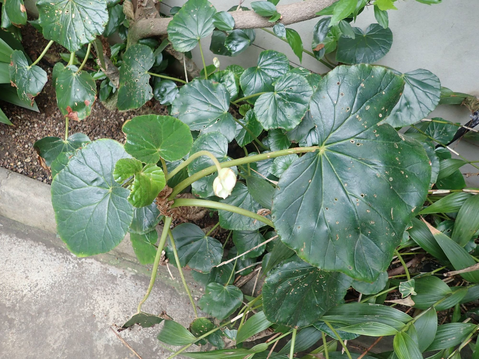 Image of Begonia sericoneura