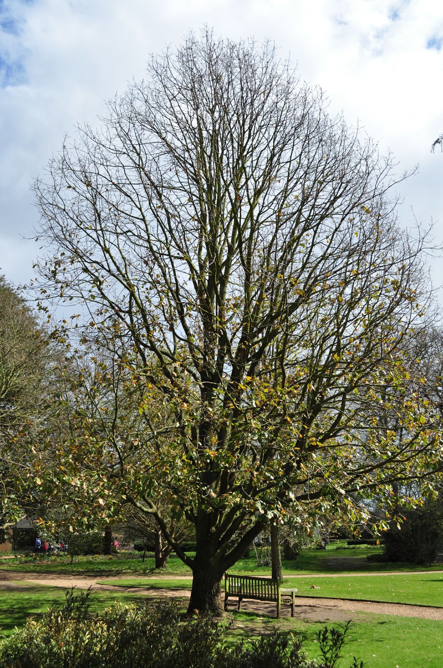 Image of Quercus canariensis