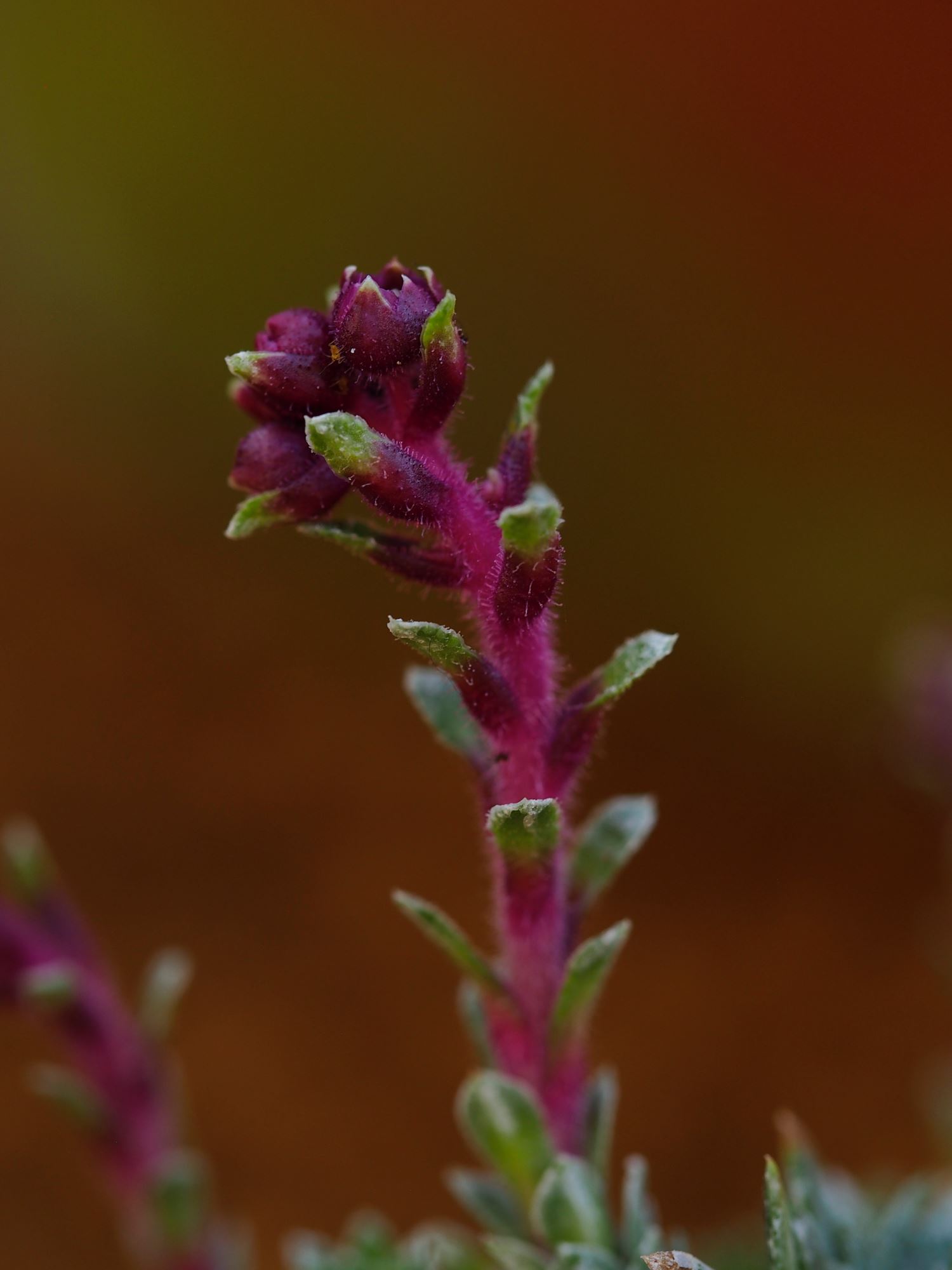Image of Saxifraga 'Fasolt'