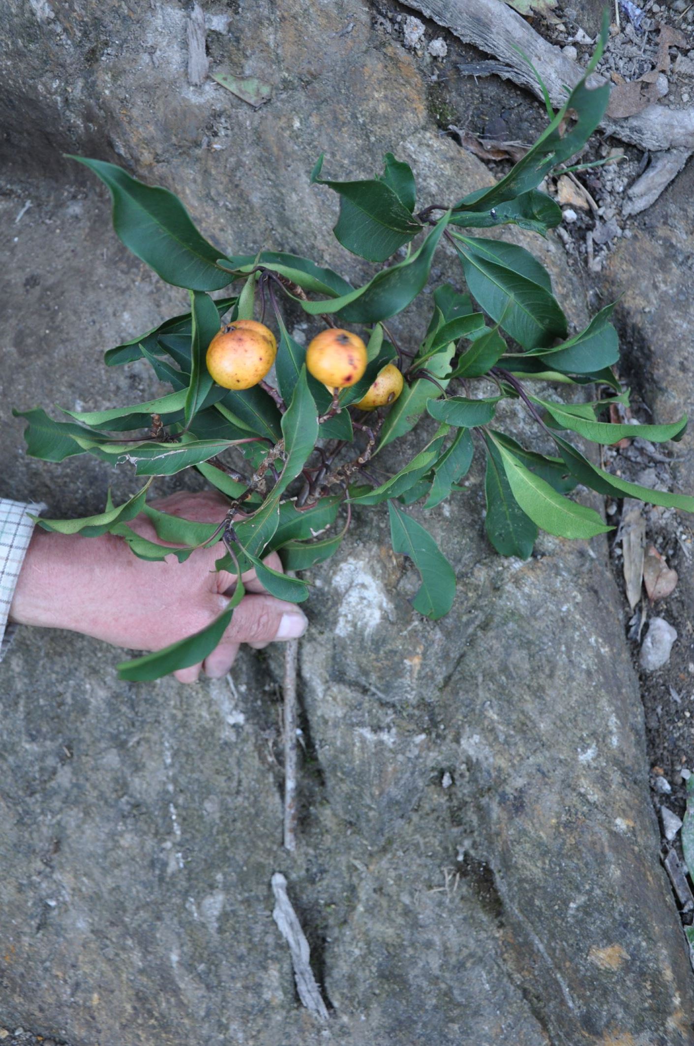 Image of Ilex sp.