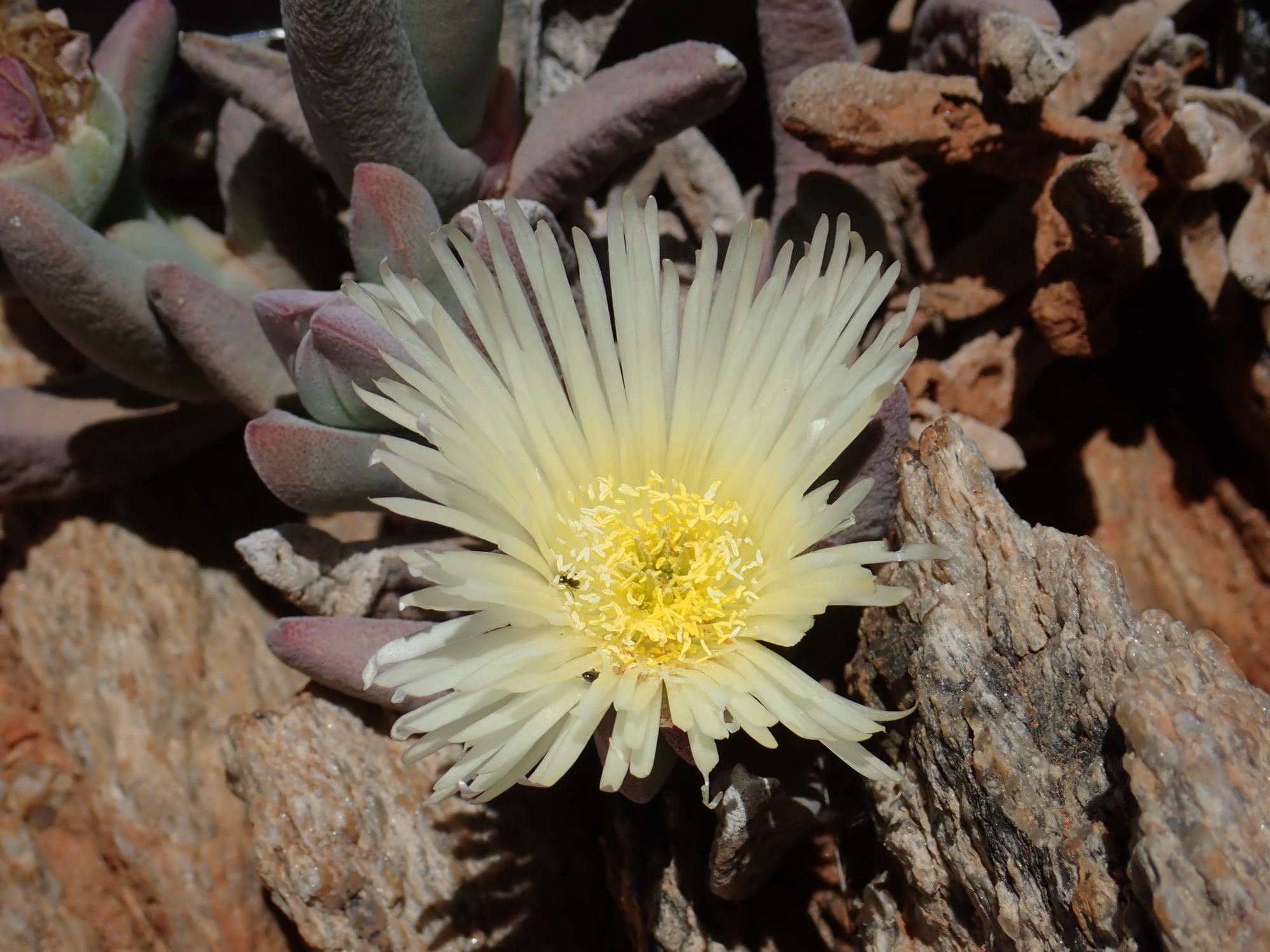 Image of Cheiridopsis pilosula