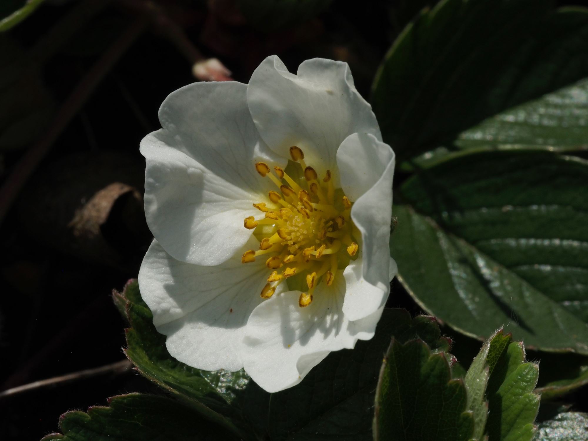 Image of Fragaria Ã— ananassa