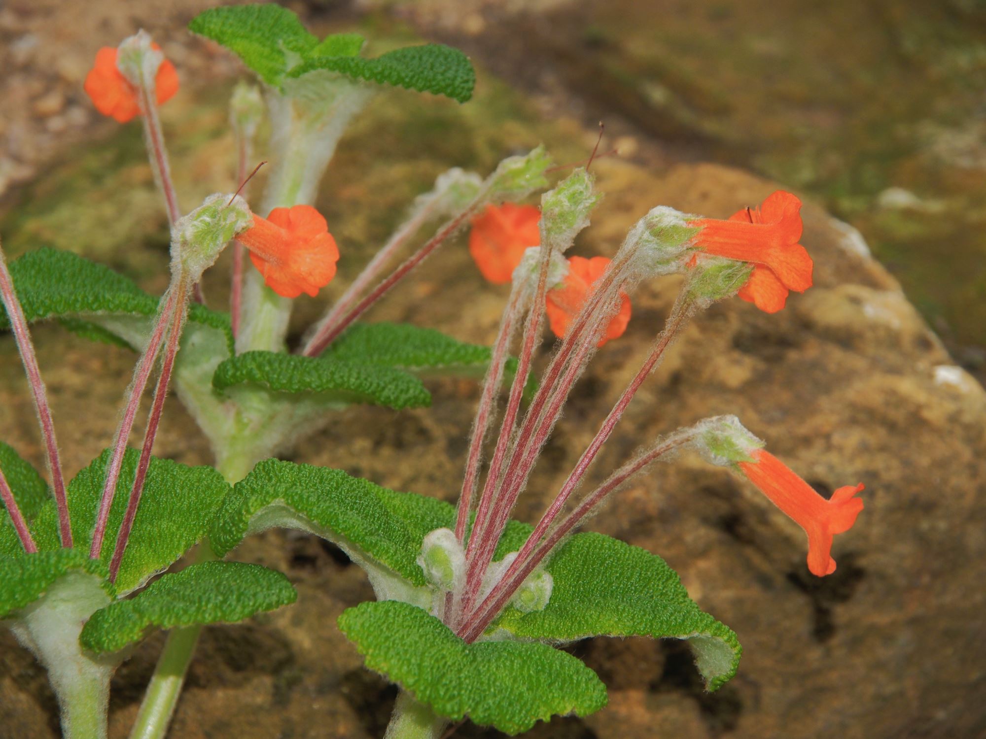 Image of Sinningia bullata