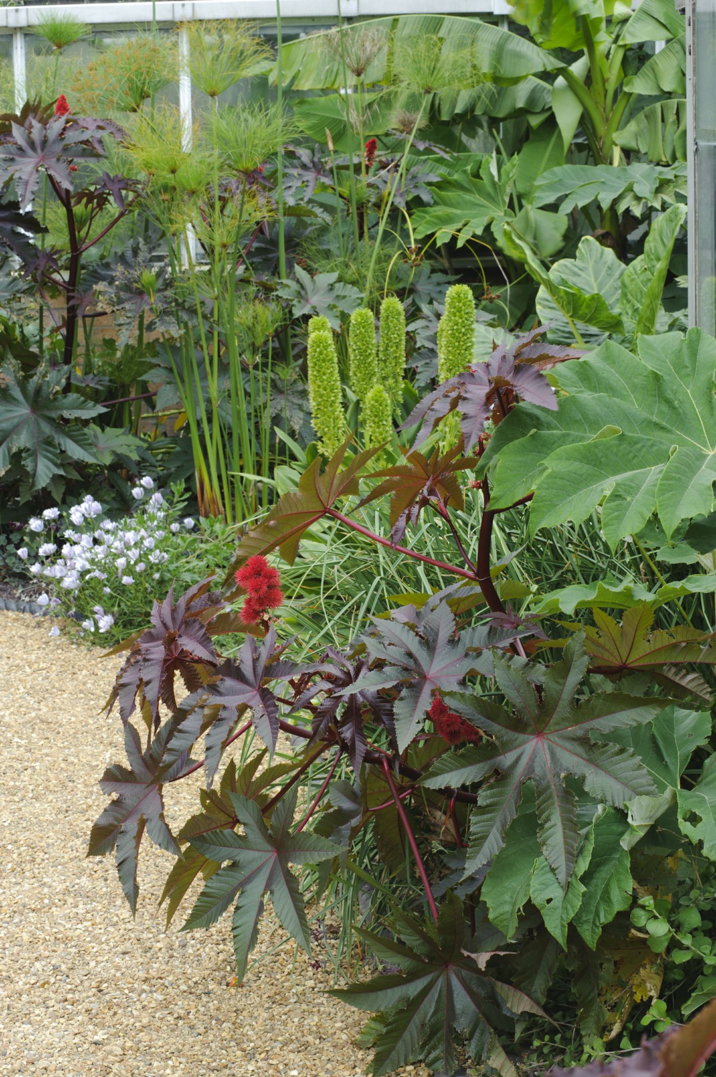 Image of Eucomis pallidiflora subsp. pole-evansii