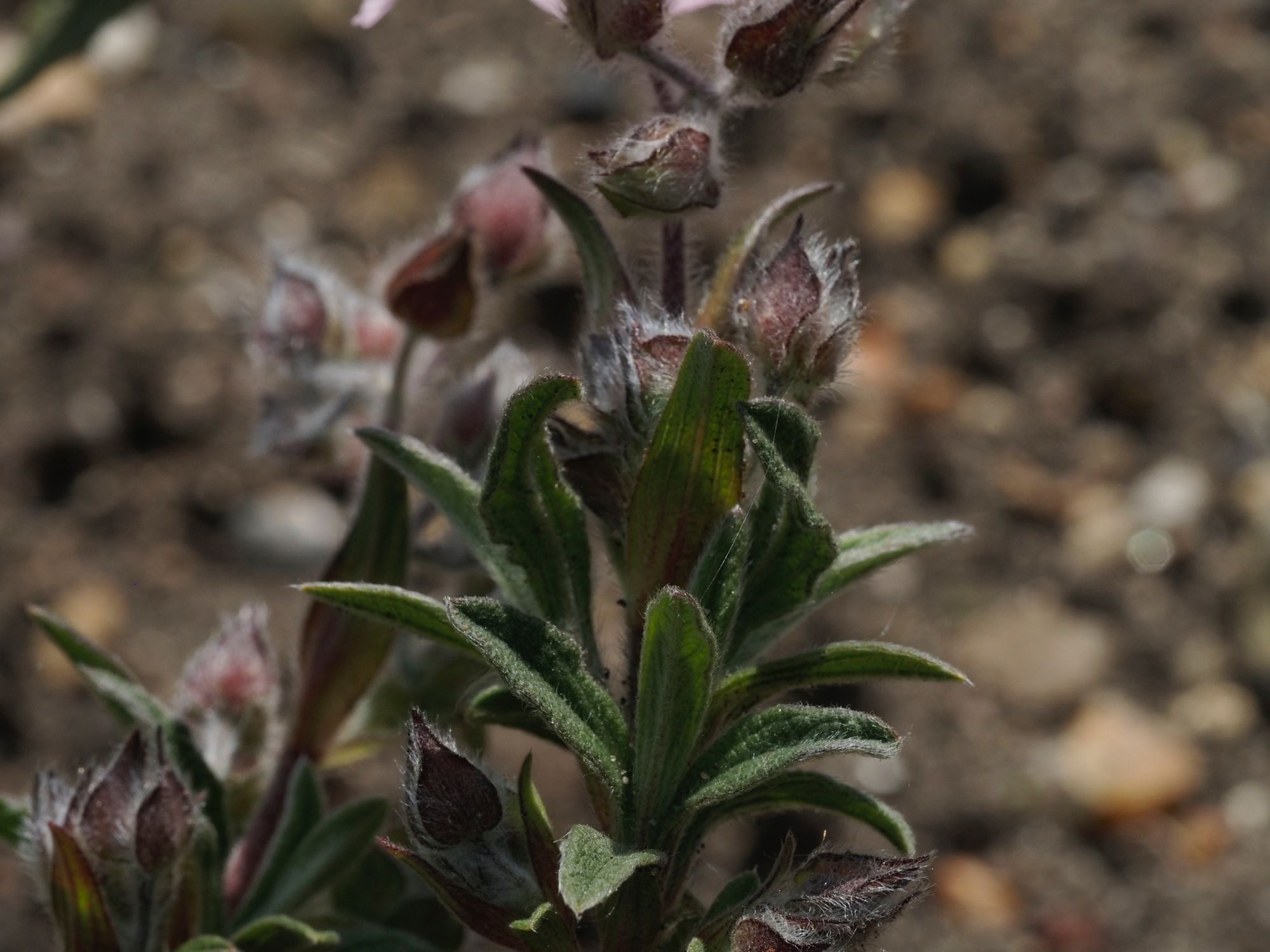 Image of Cistus Ã— skanbergii