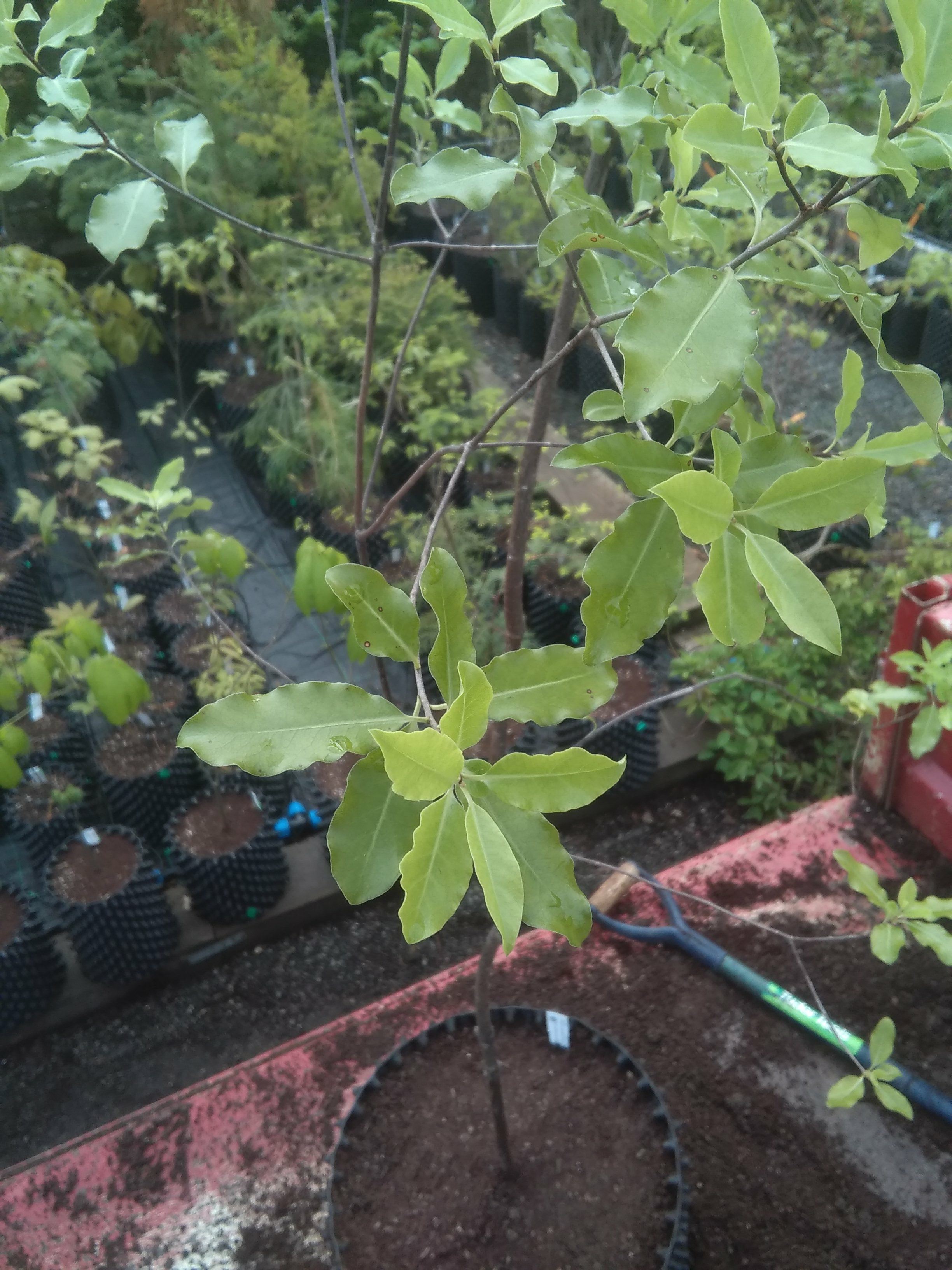 Image of Pittosporum tenuifolium