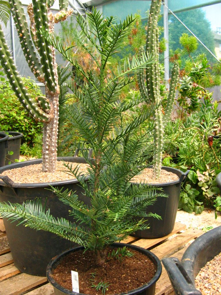 Image of Wollemia nobilis