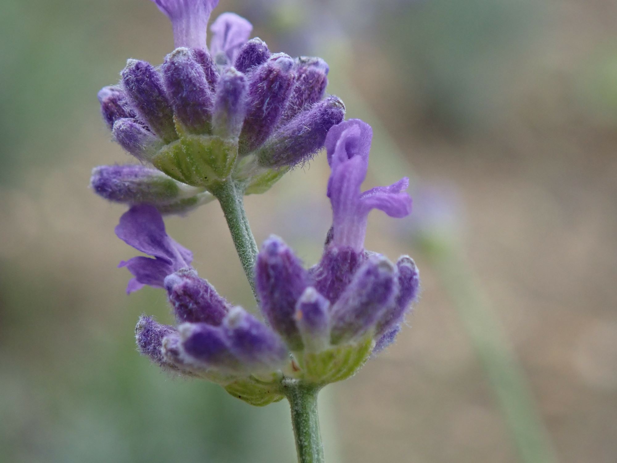 Image of Lavandula angustifolia 'Bridestowe Phillipa'