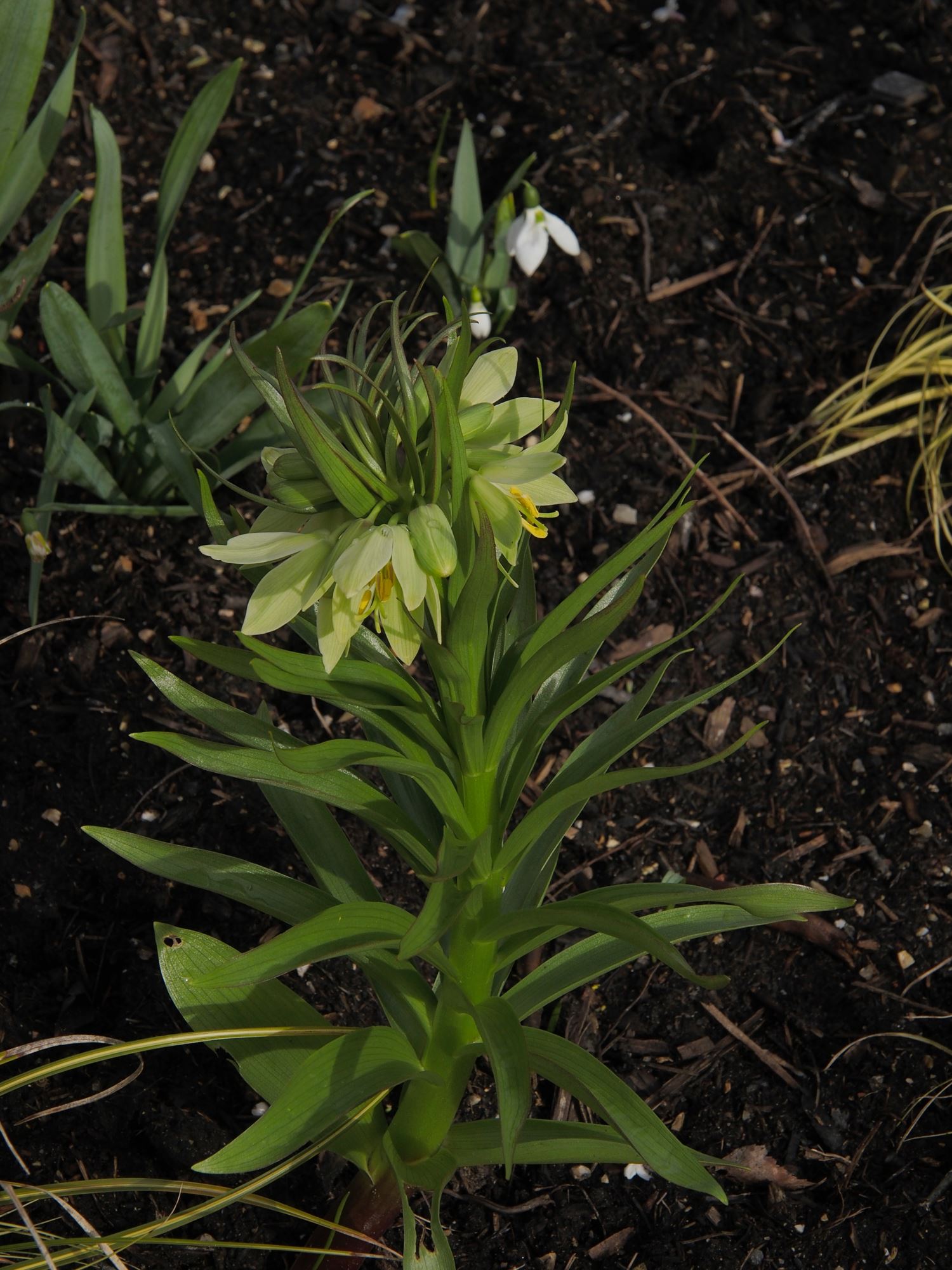 Image of Fritillaria raddeana