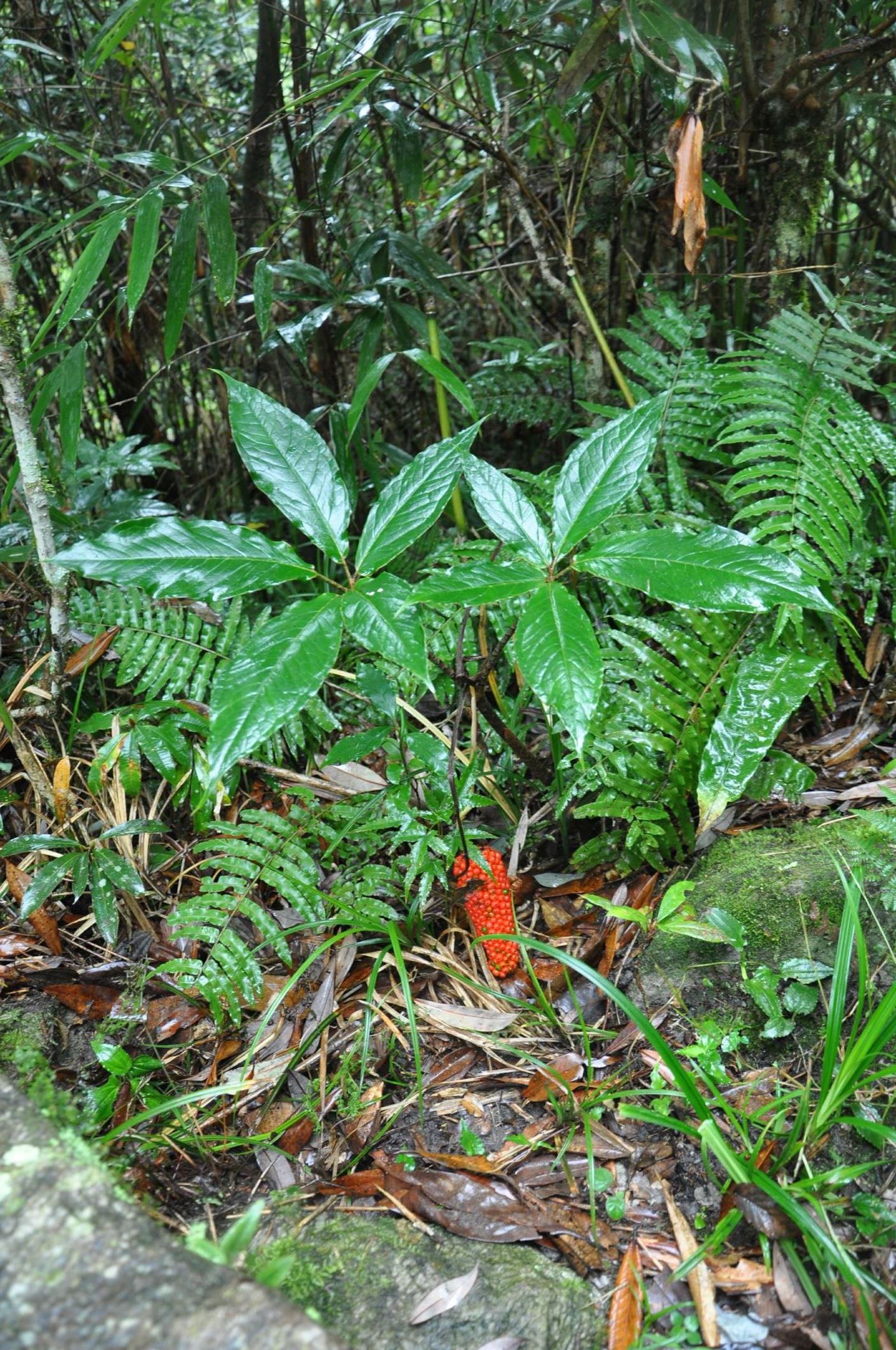 Image of Arisaema sp.
