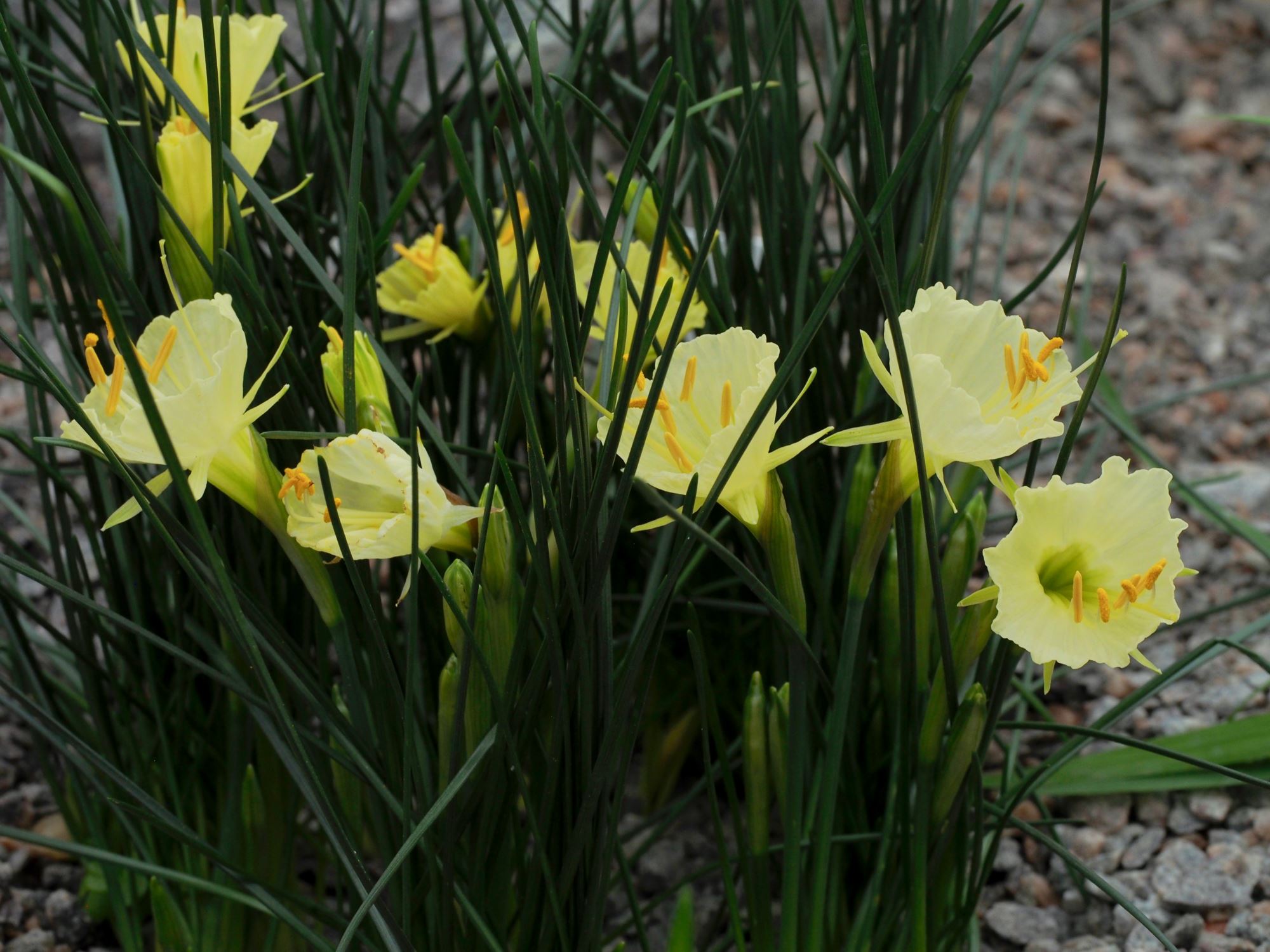 Image of Narcissus romieuxii subsp. romieuxii
