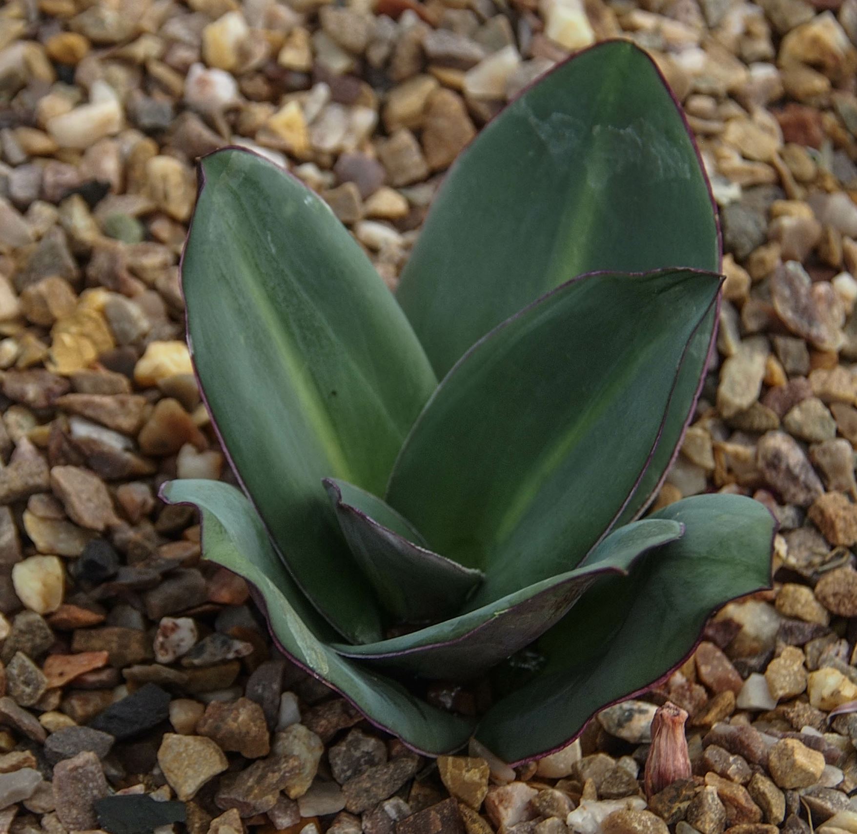 Image of Eucomis schijffii