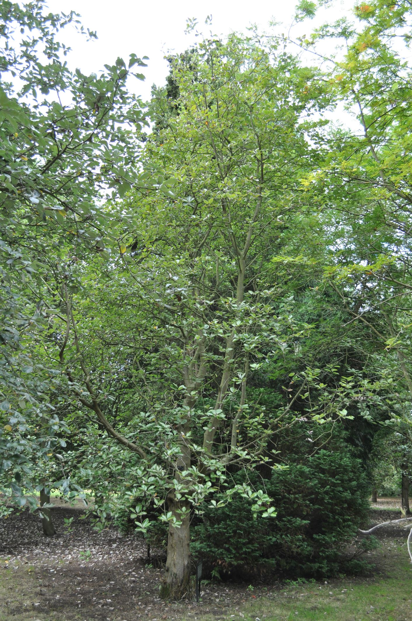 Image of Sorbus anglica