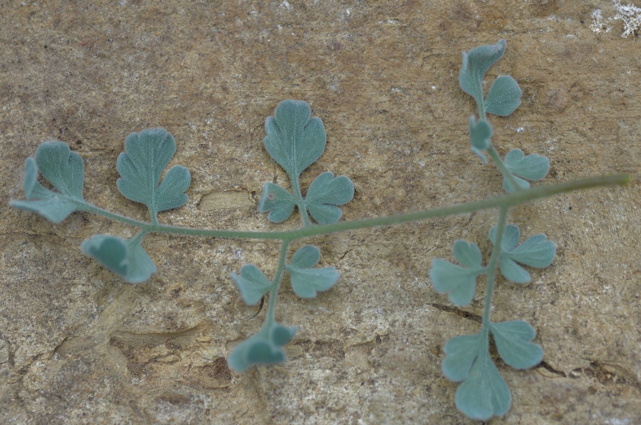 Image of Corydalis tomentella