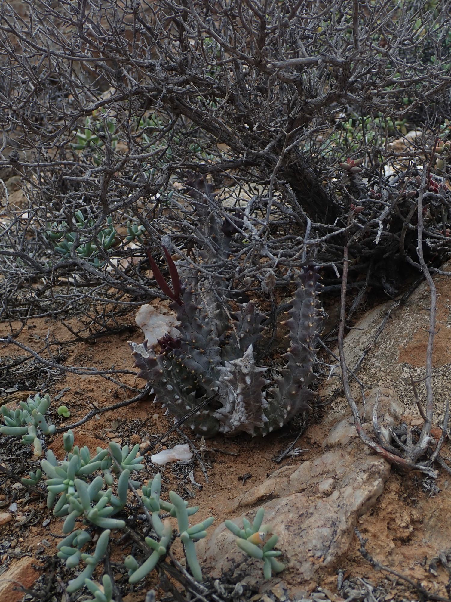 Image of Quaqua incarnata