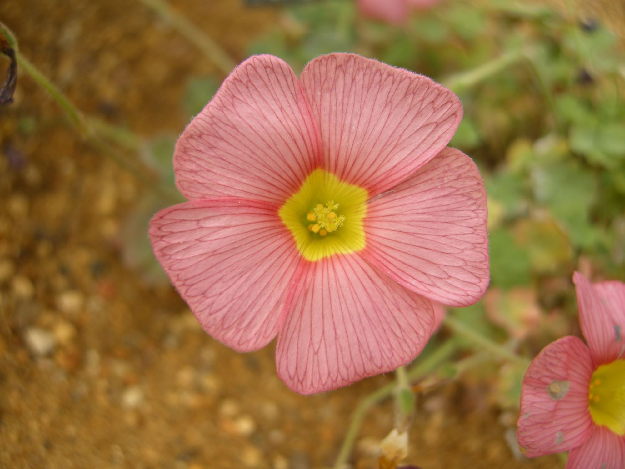 Image of Oxalis obtusa