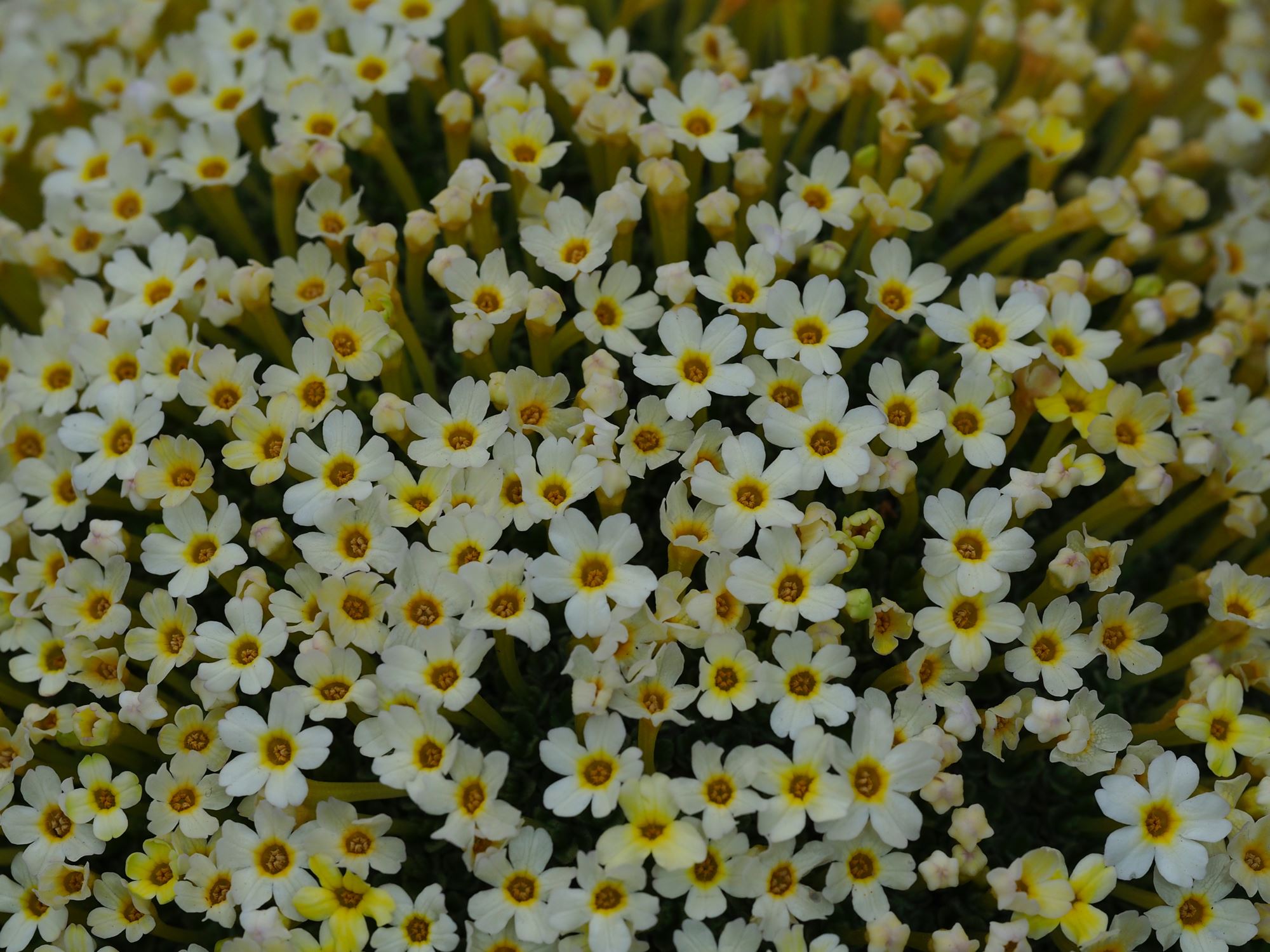 Image of Dionysia curviflora