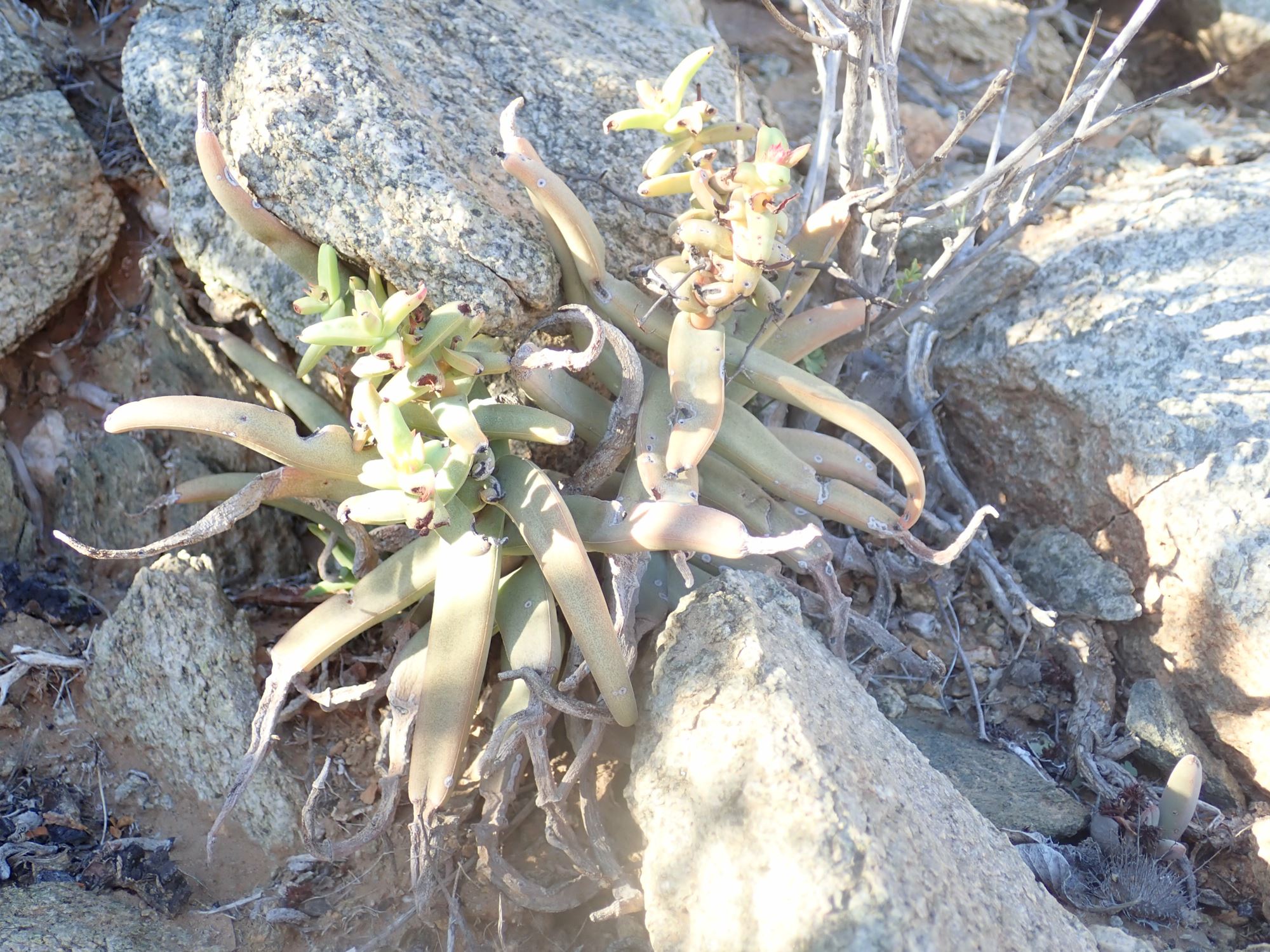 Image of Crassula fusca