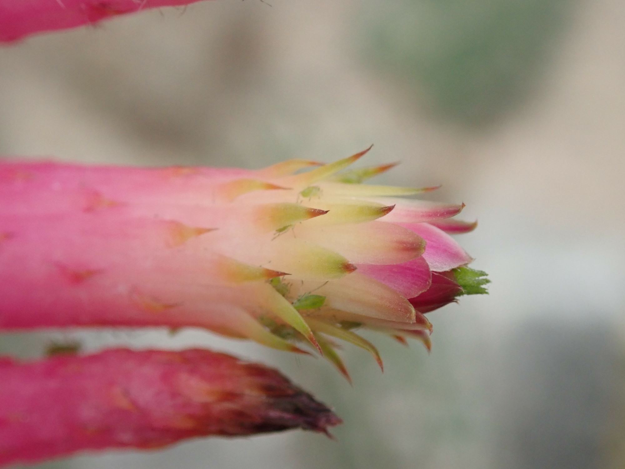 Image of Cleistocactus candelilla