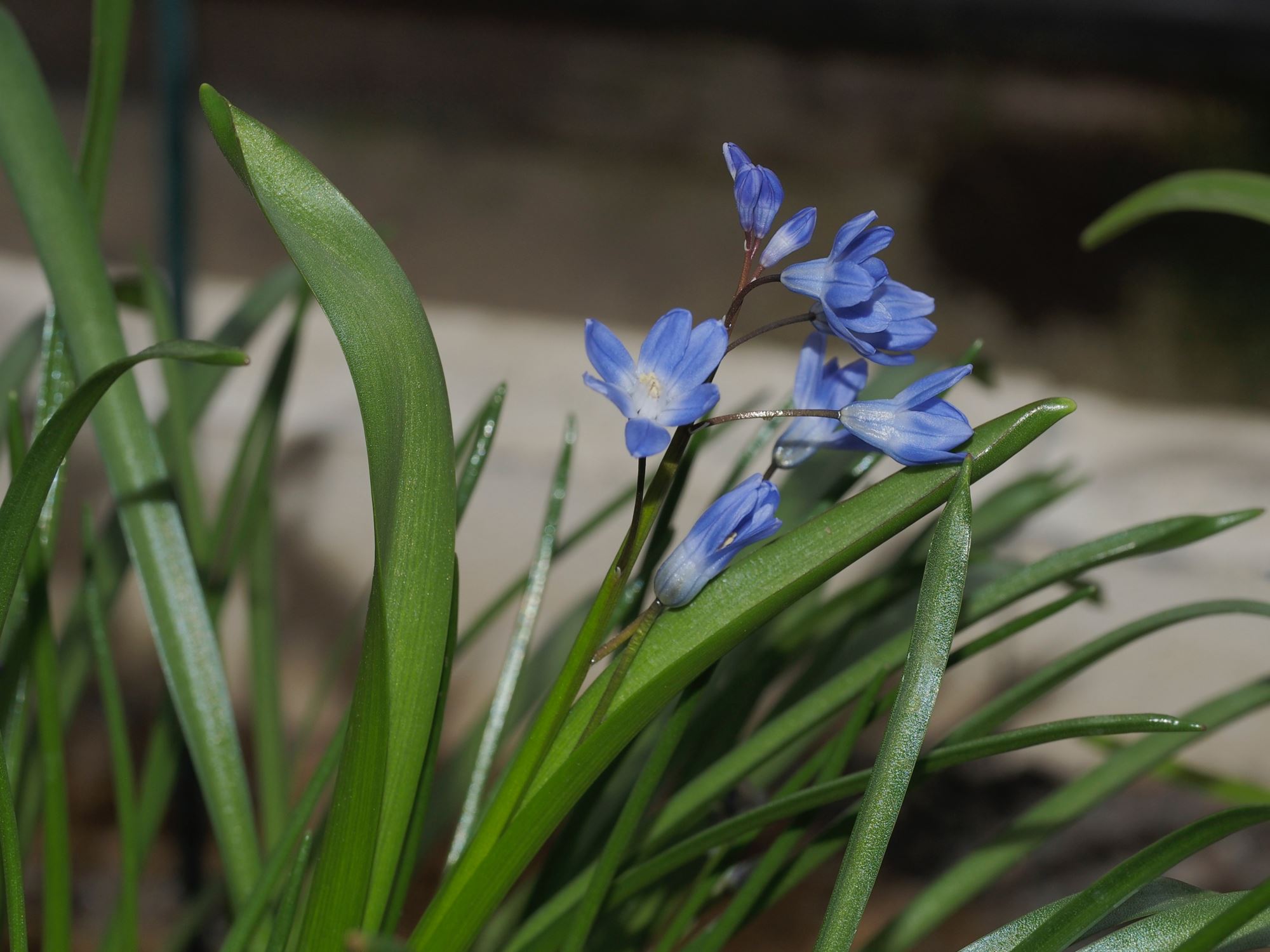 Image of Scilla sp.