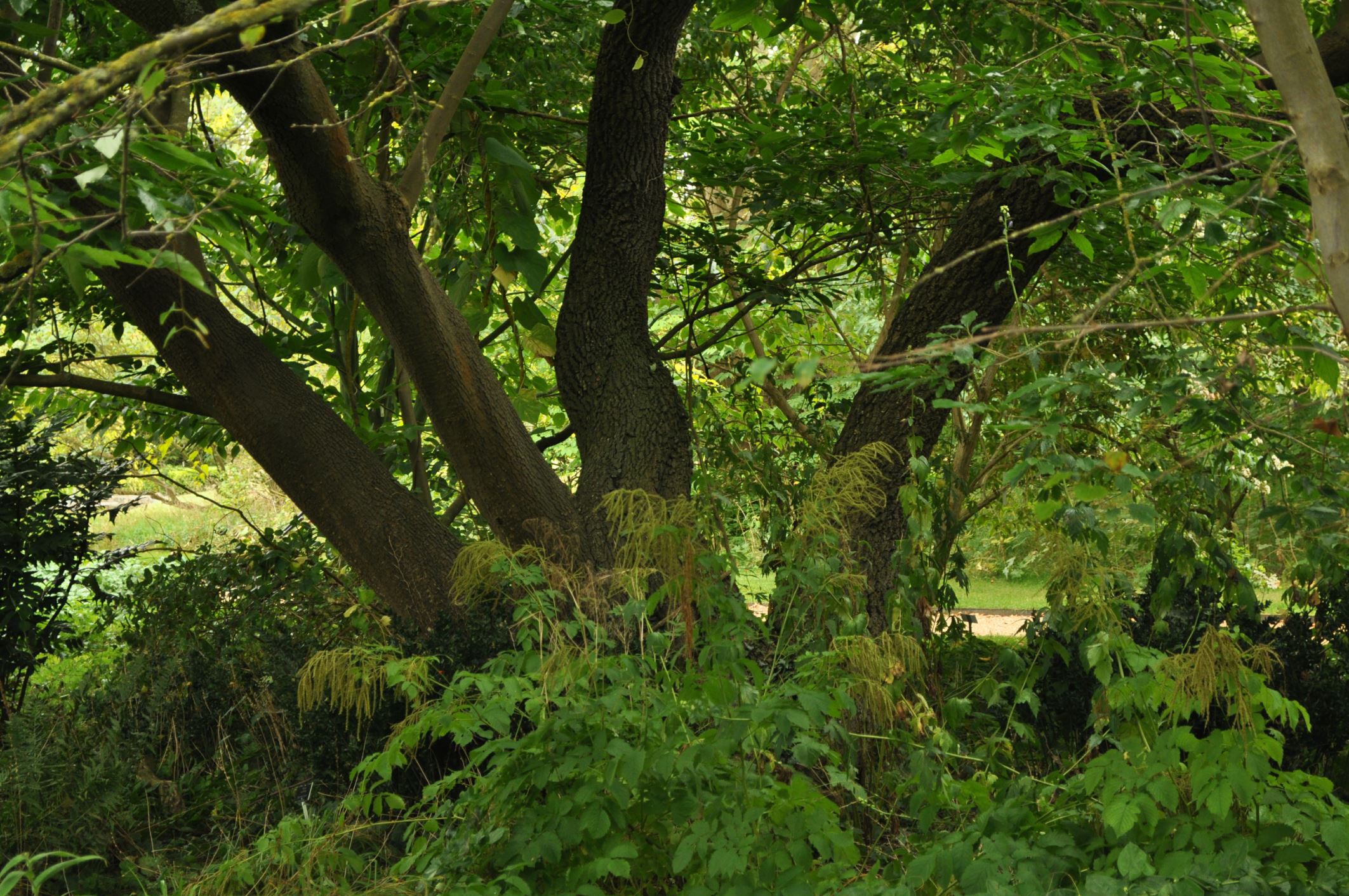 Image of Diospyros lotus