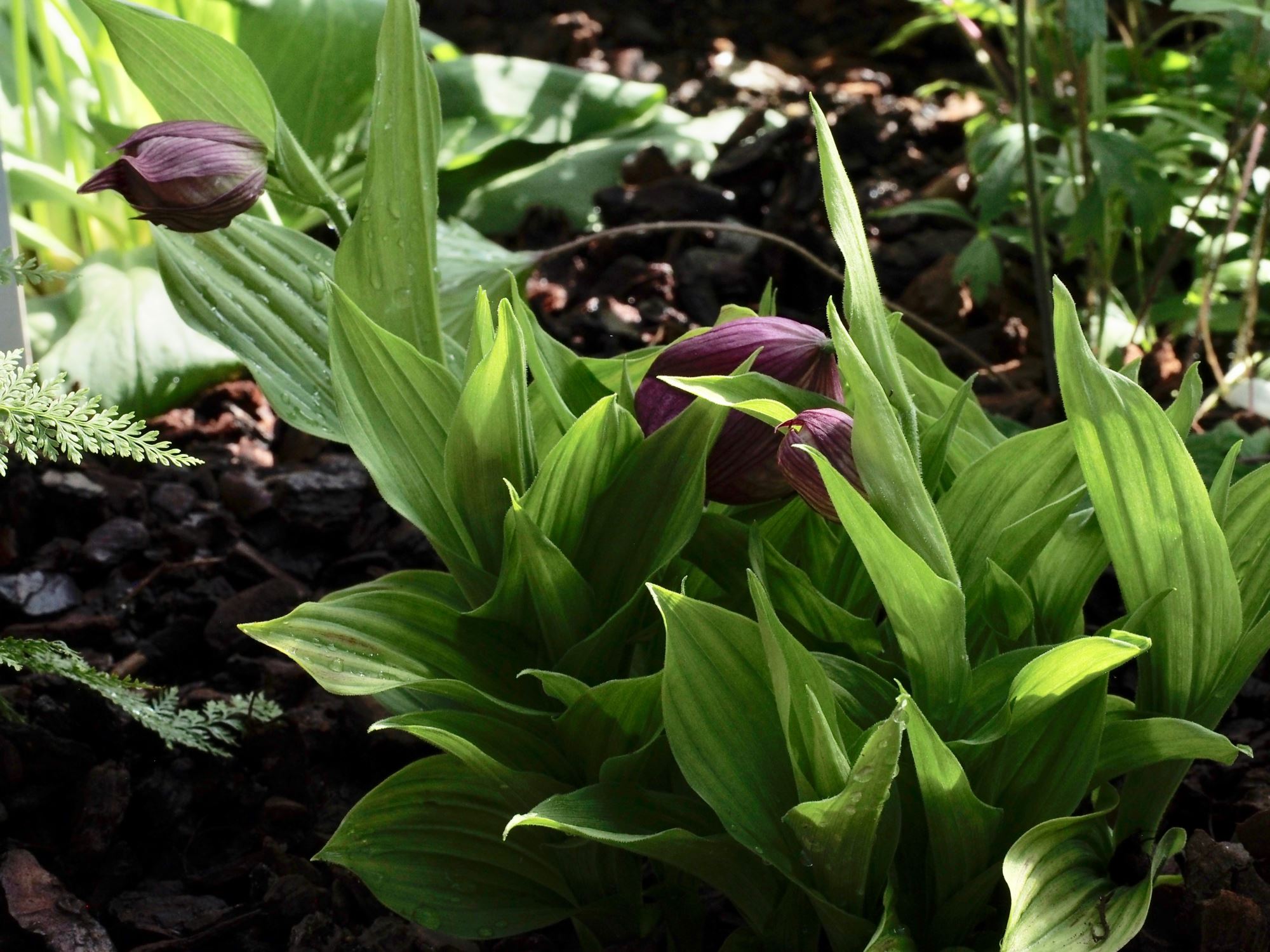 Image of Cypripedium tibeticum