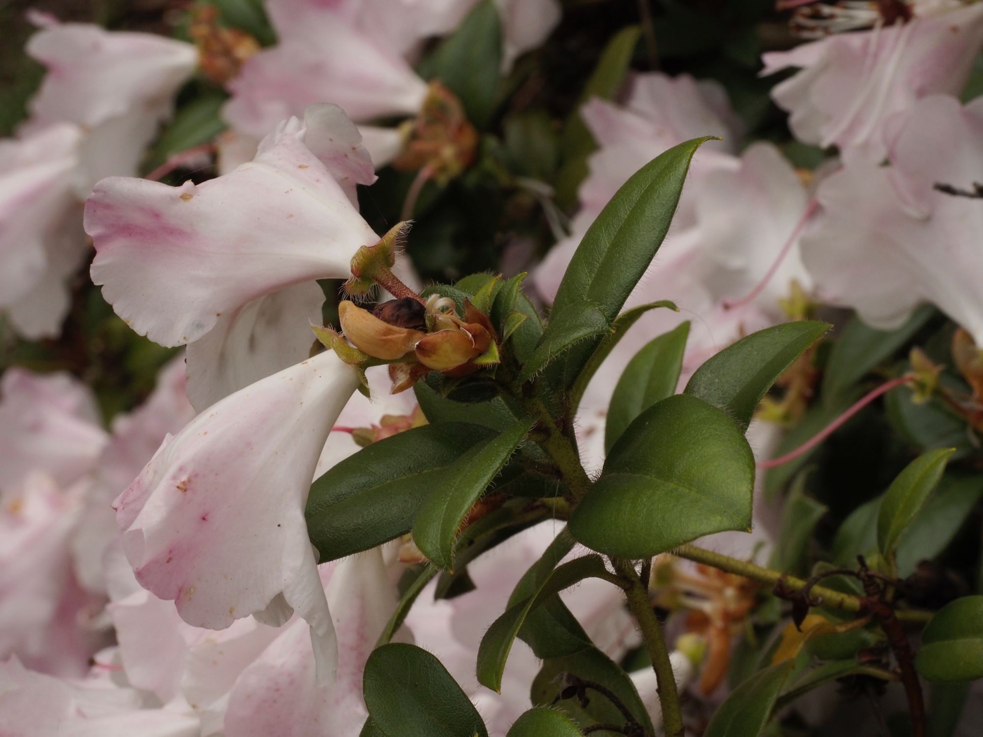 Image of Rhododendron 'Cilpinense'