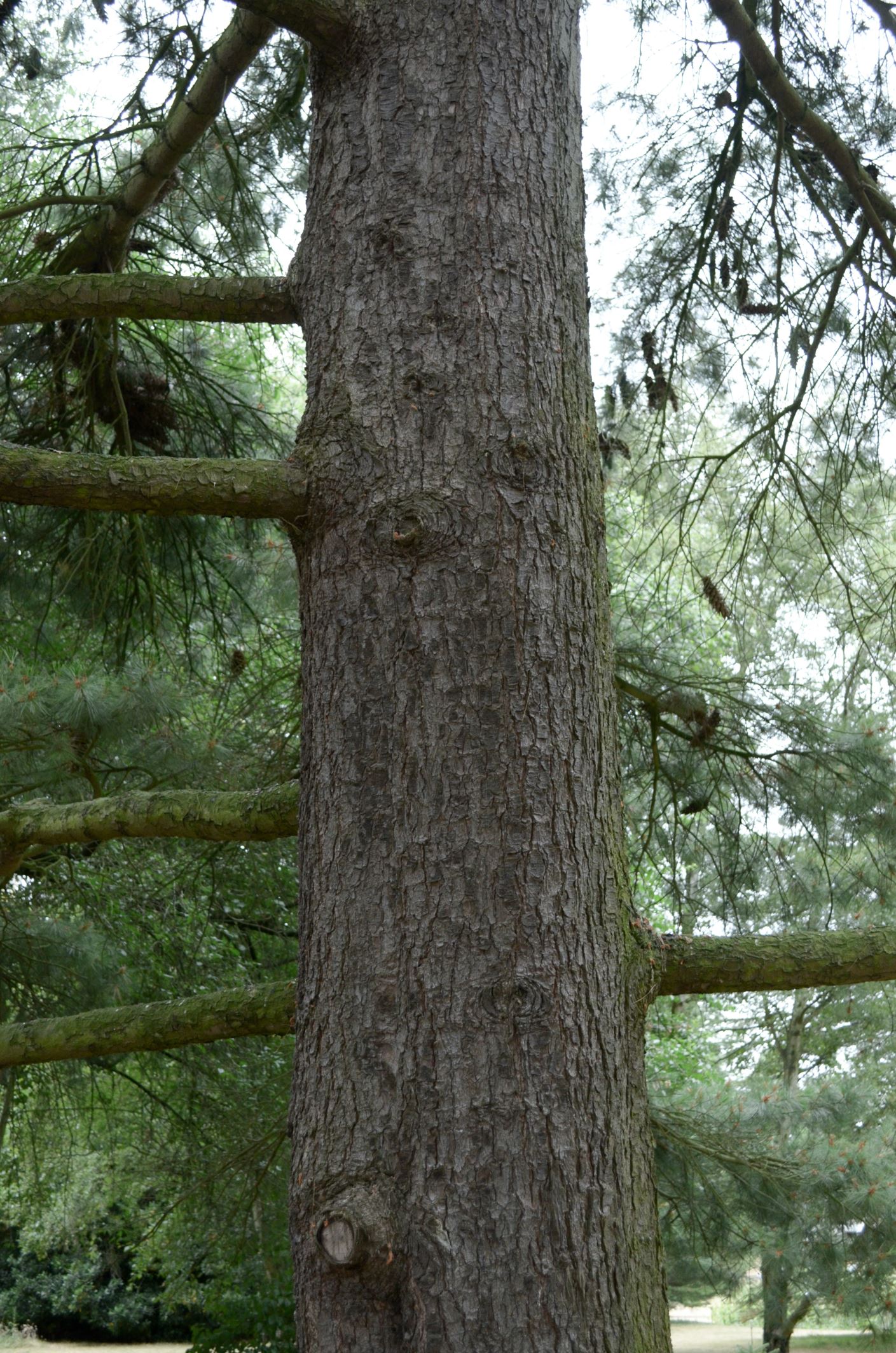 Image of Pinus Ã— holfordiana