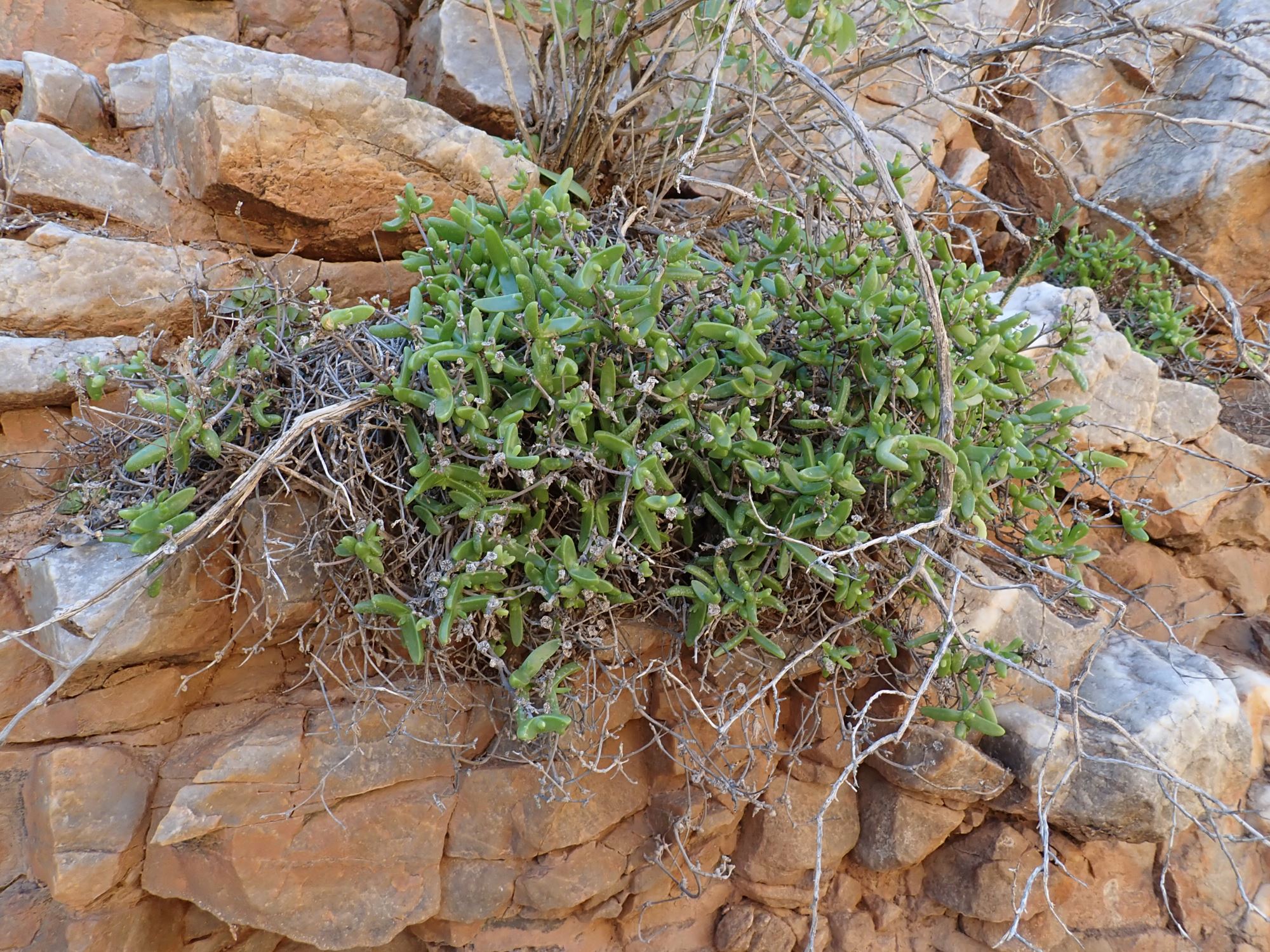 Image of Mitrophyllum dissitum