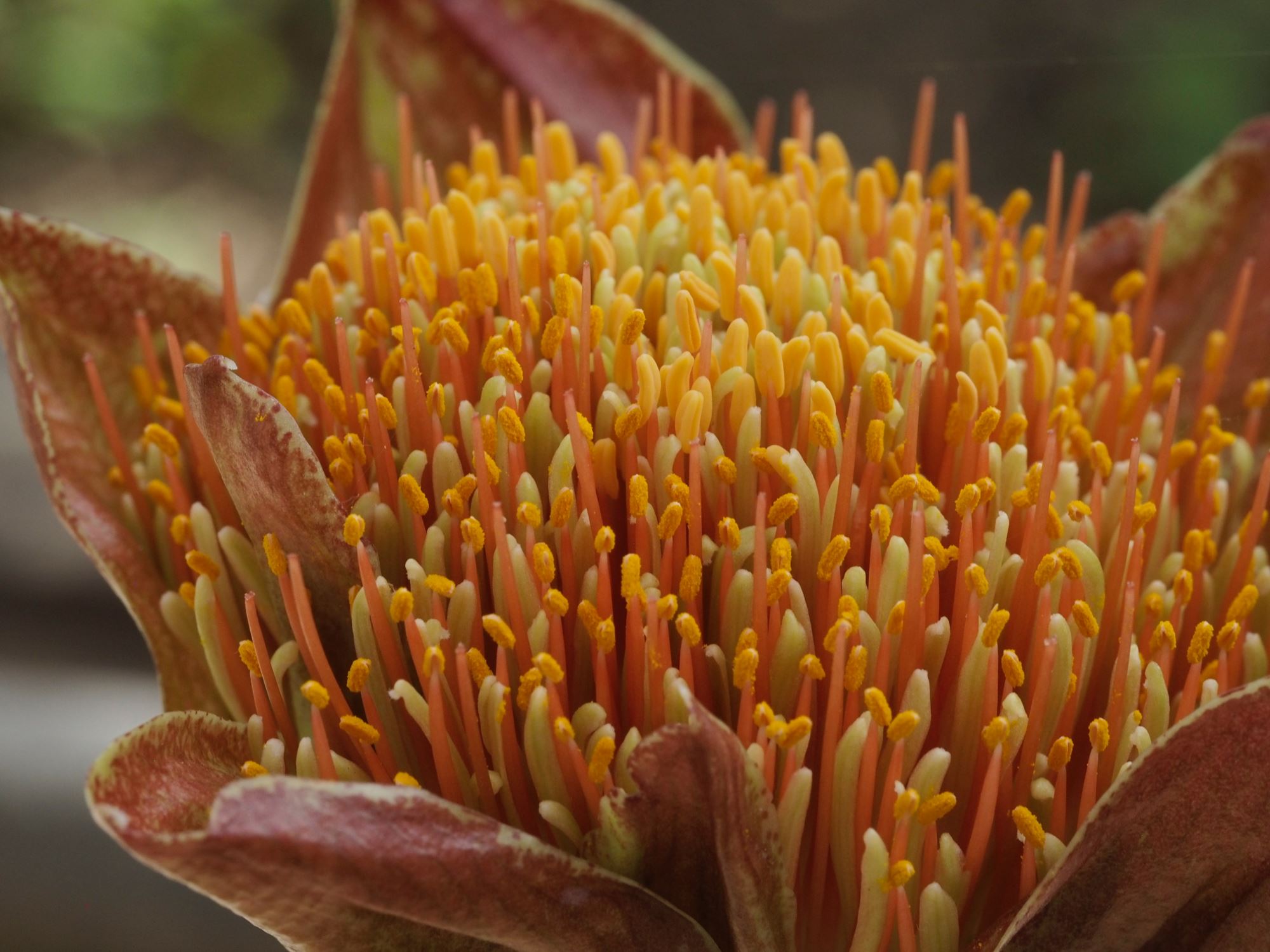 Image of Scadoxus puniceus